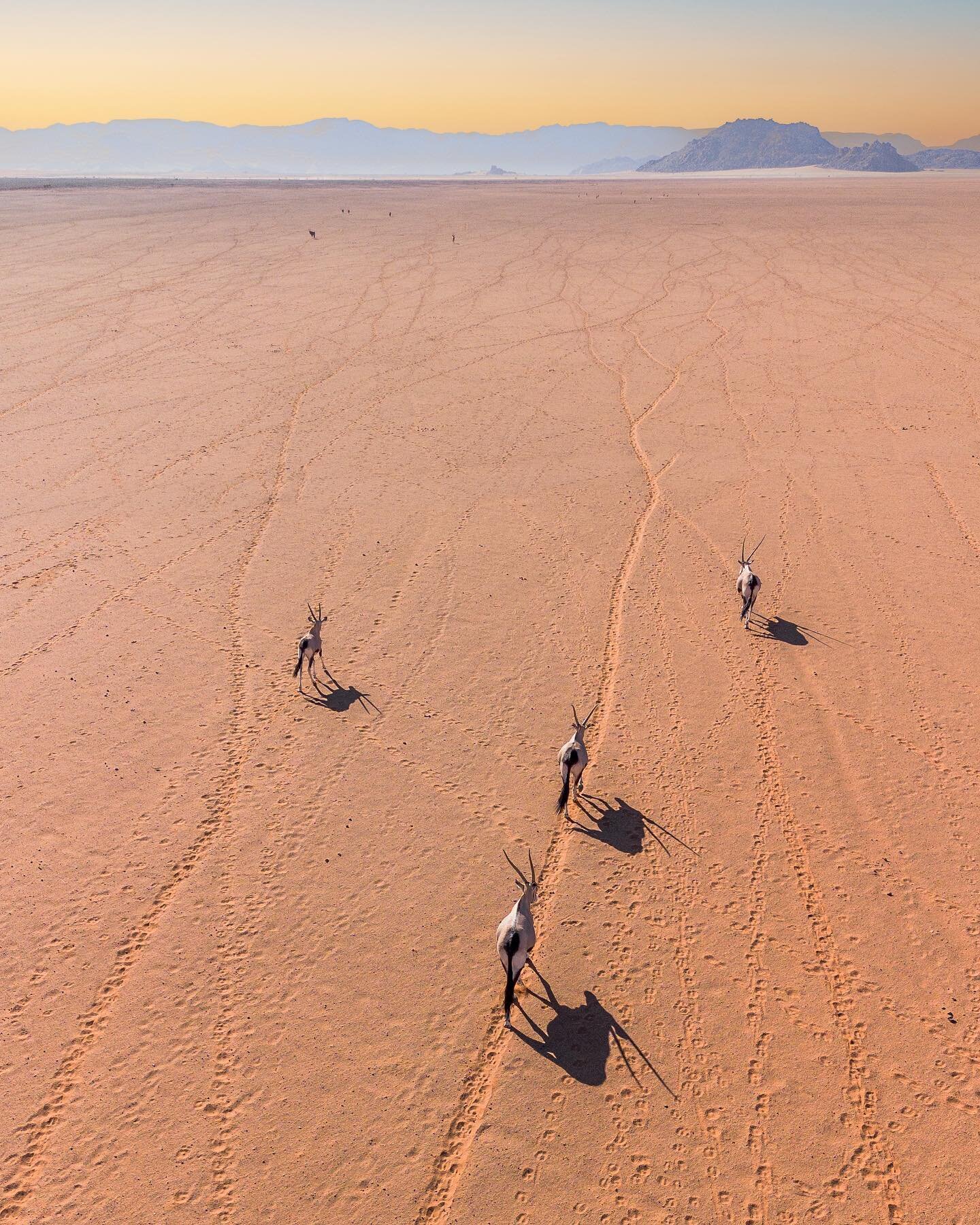 Gemsbok returning to nowhere after a sunrise drink in the Namibrand.
-
#gemsbok #oryx #namibrand #namibia #desert #djimini3 @djiglobal @djiofficial_za #desertsafari #djimini