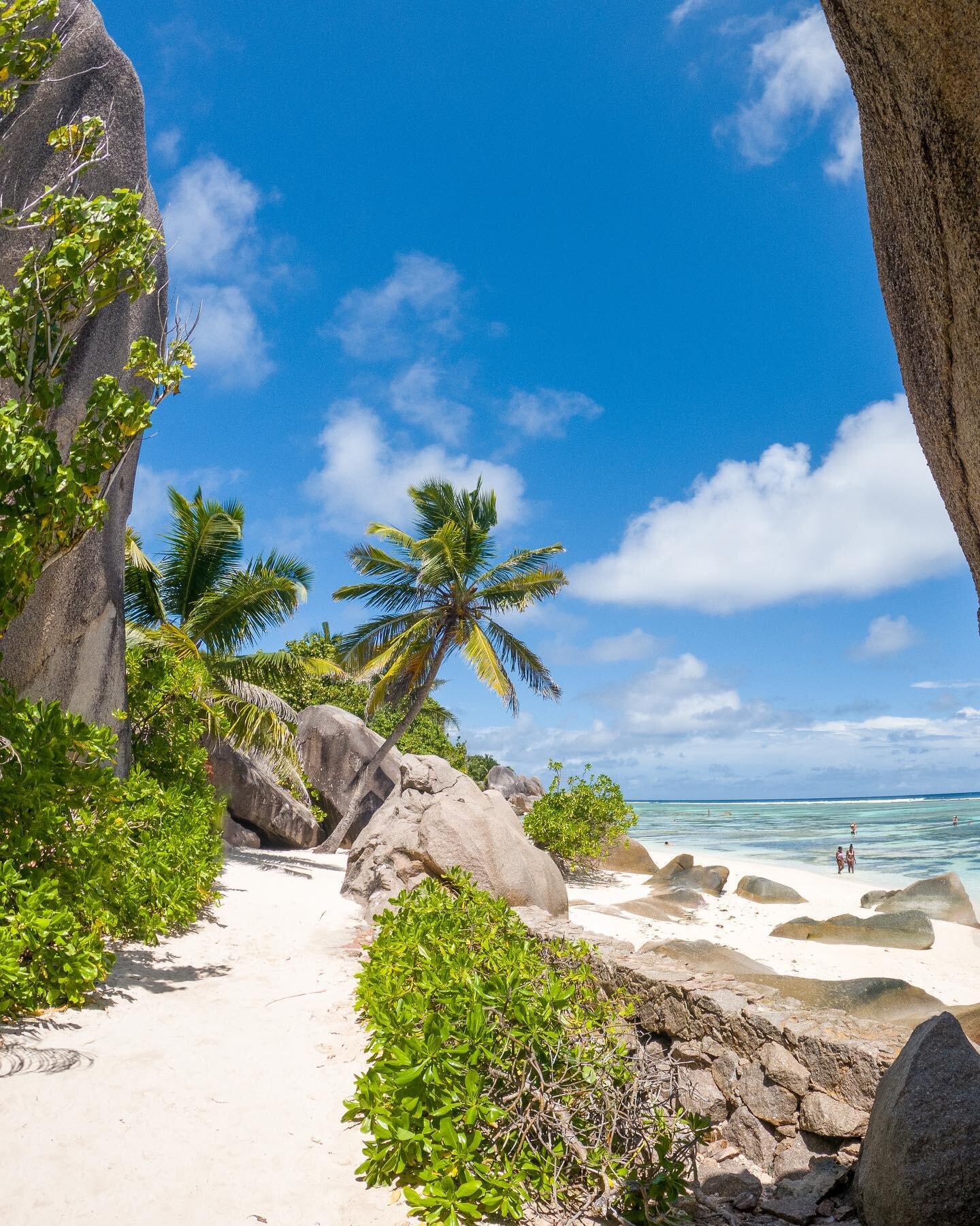 Almost certainly the first person ever to take this photo and post it to Instagram. The scenery in Seychelles makes it way too easy.
-
#SeeSeychelles @visitseychelles @bigambitionsza #seychelles #ladigue #ladigueisland #beach #palmtree