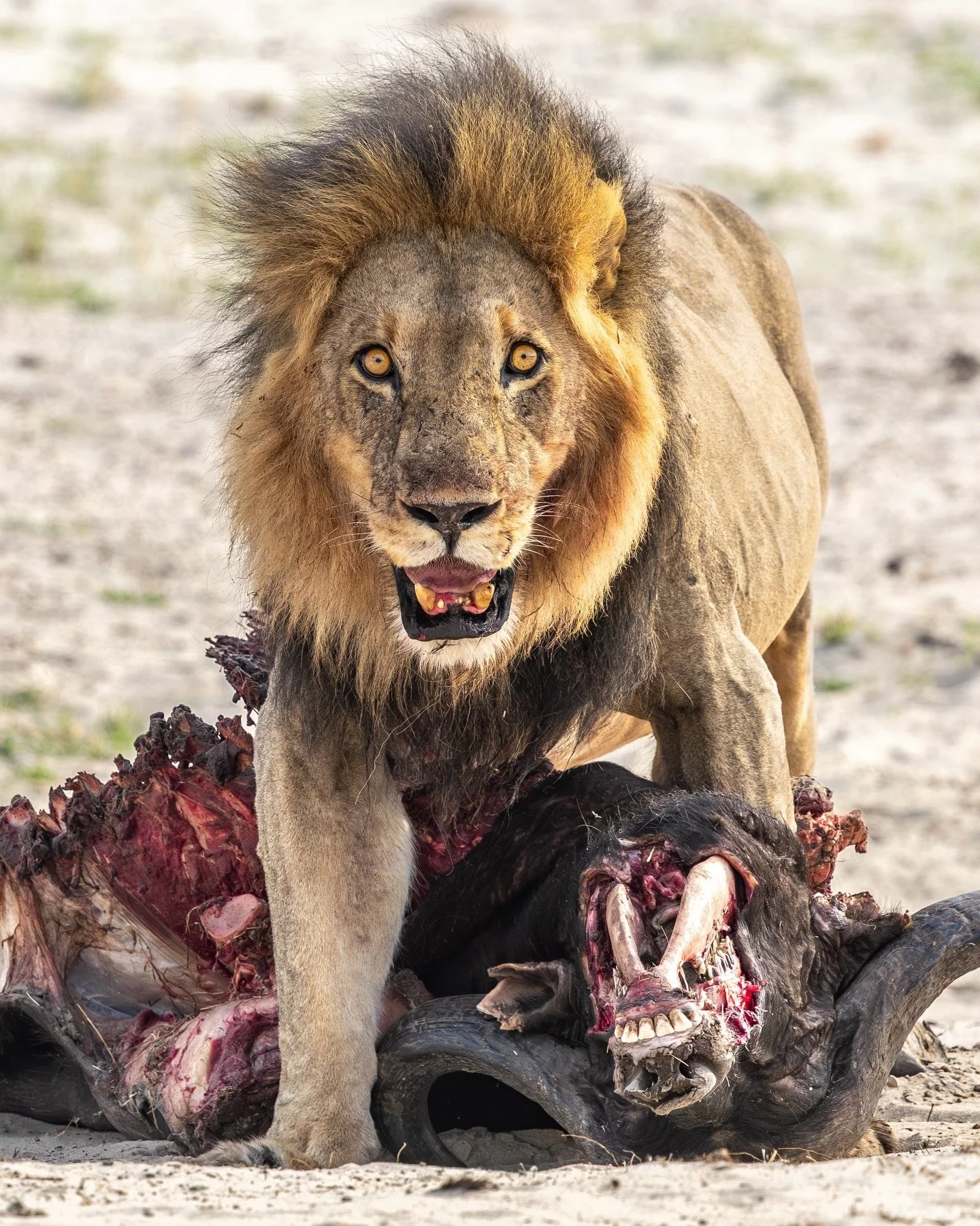 One of my more memorable sightings this year, in Chobe National Park.

We spotted this male lion a few hundred metres away with only a handful of vehicles at the sighting. In photo three he&rsquo;s at 500mm focal distance away and with a bit of a cro
