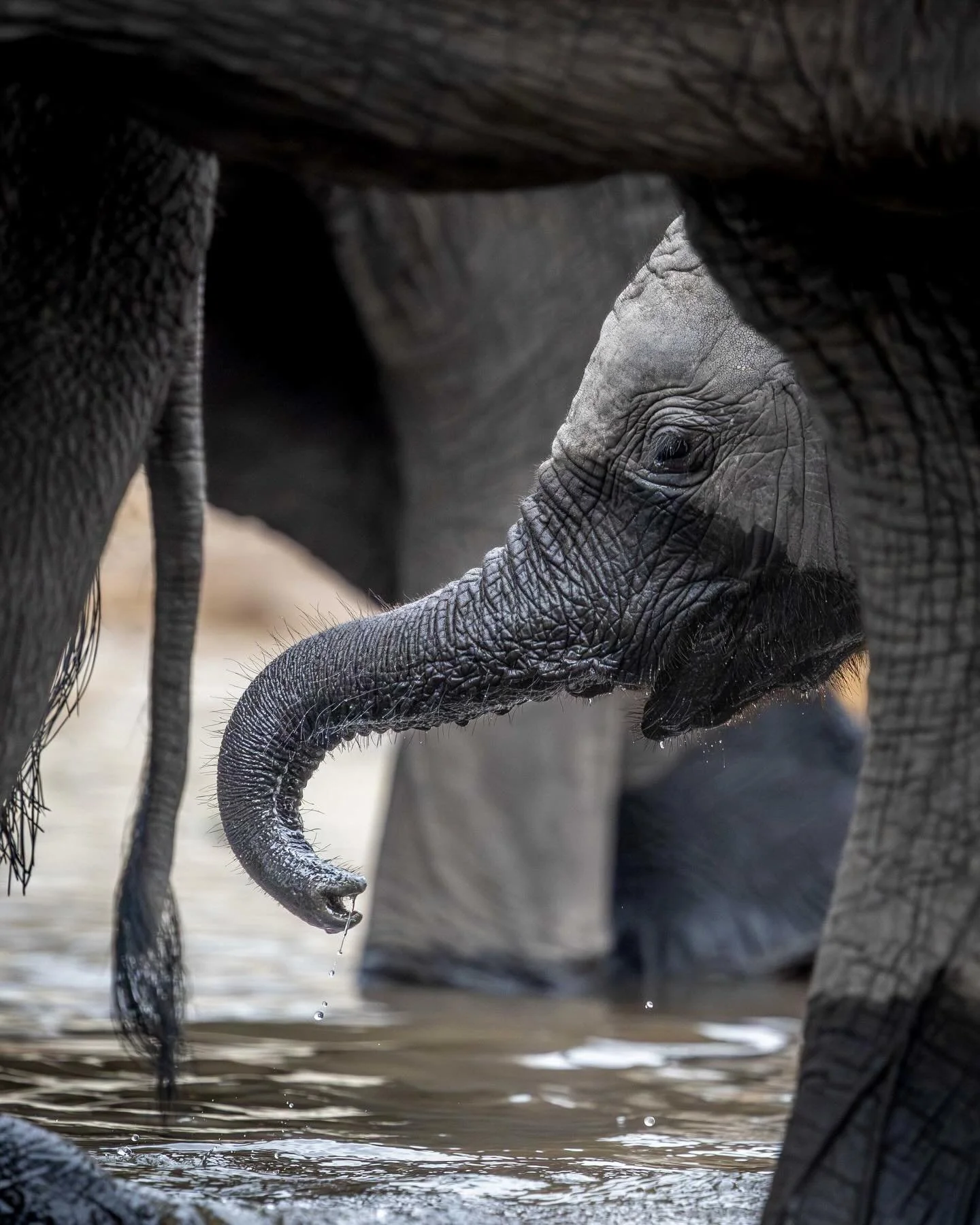 I took several thousand photographs while on the Chobe River, and I&rsquo;ve only looked at half of them. But these are some of my favourite memories. Hopefully I&rsquo;ll get to the rest in the new year.