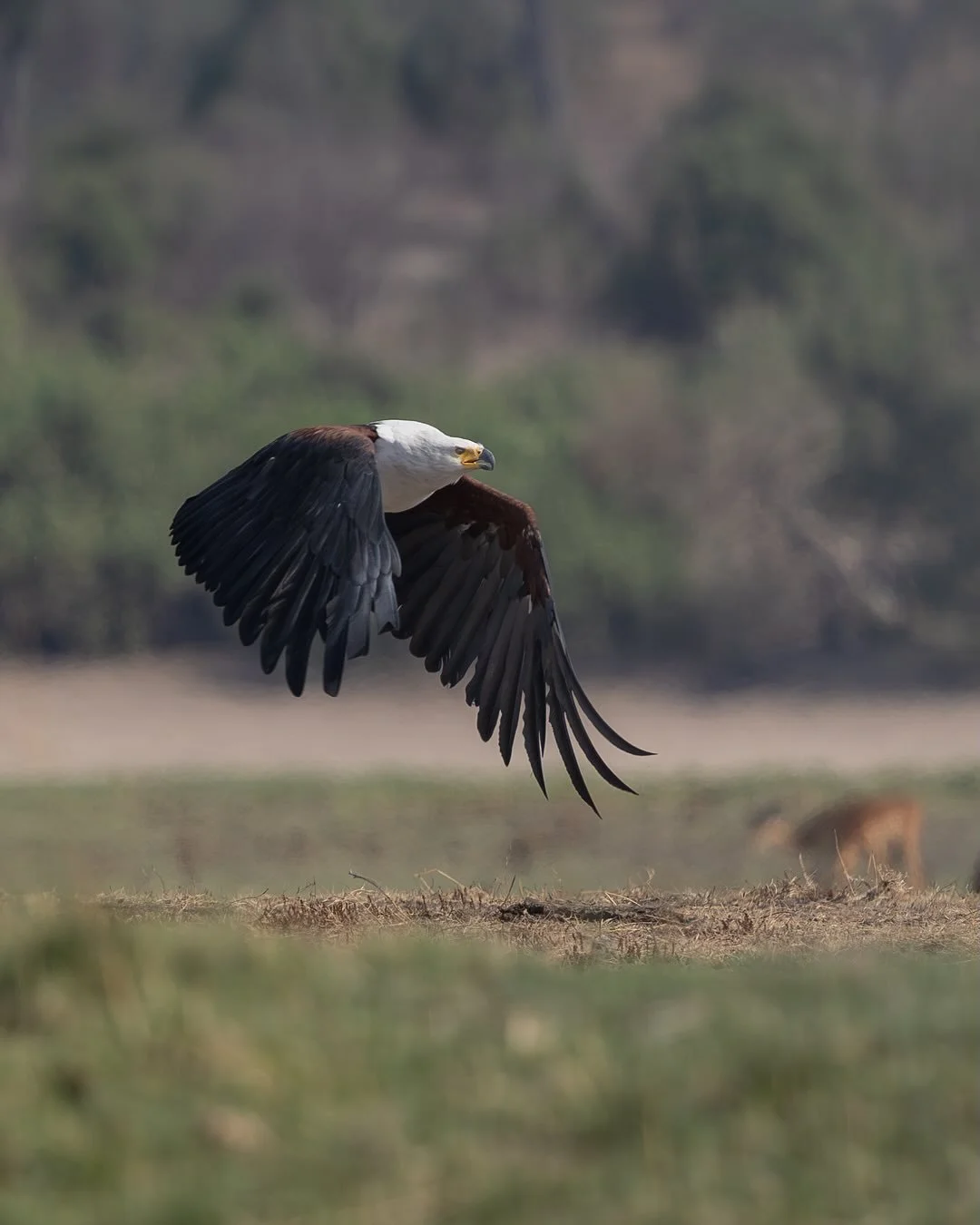 Before I ventured out onto the waters of the Chobe with @pangolinphotosafaris last month, I&rsquo;d taken maybe five saveable bird photographs - and never shot on a Canon or with a lens this large. And although these won&rsquo;t win awards, they&rsqu