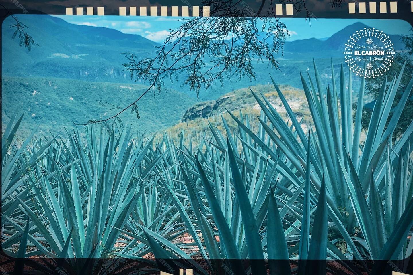 Those dreamy fields of Agave💧

#ElCabron 

#SaludCabron #HappyFriday #Agave #Mezcal #MexicoMagico #Nature #Agriculture #Artisanal #Crafted #Mexico #Oaxaca