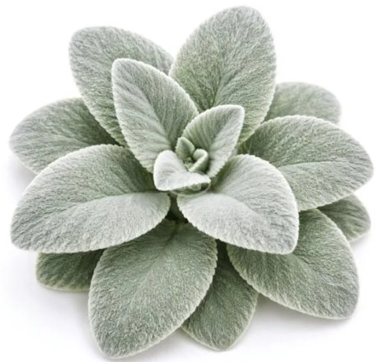 lambs ear plant