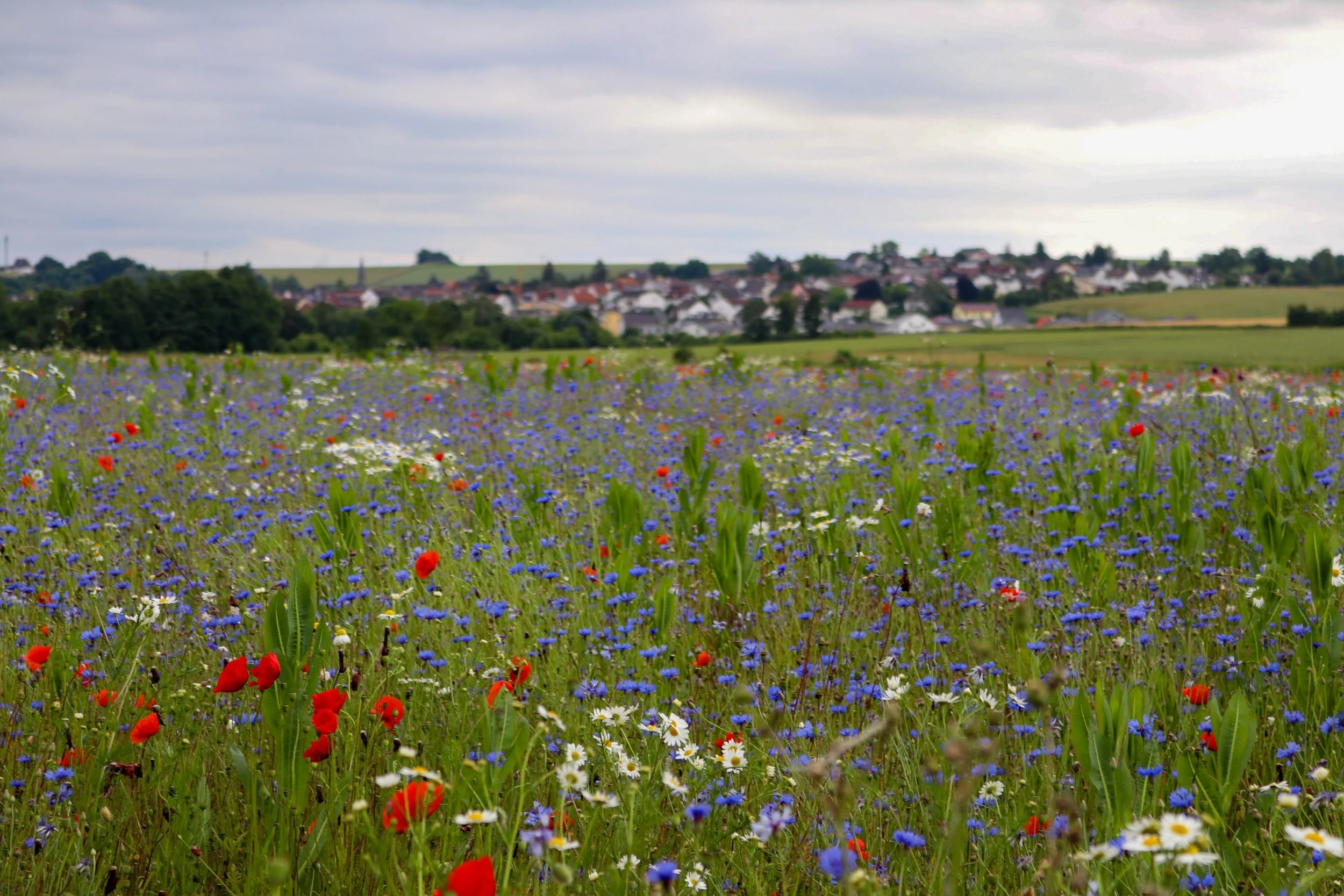 Landesgartenschau 2027: Blühende Vielfalt für Oberhessen