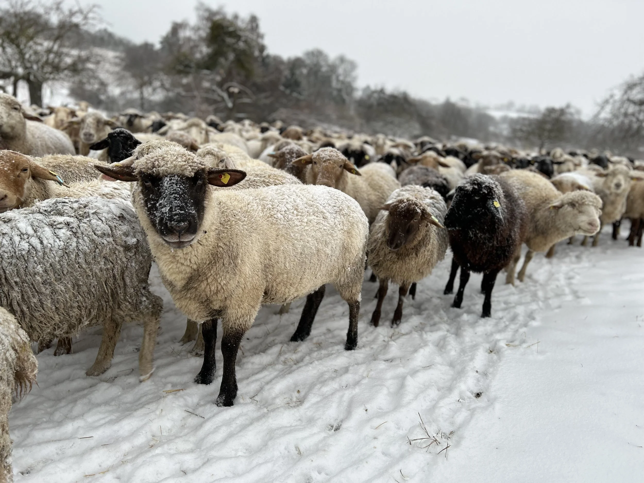 Winterliche Landschaftspfleger