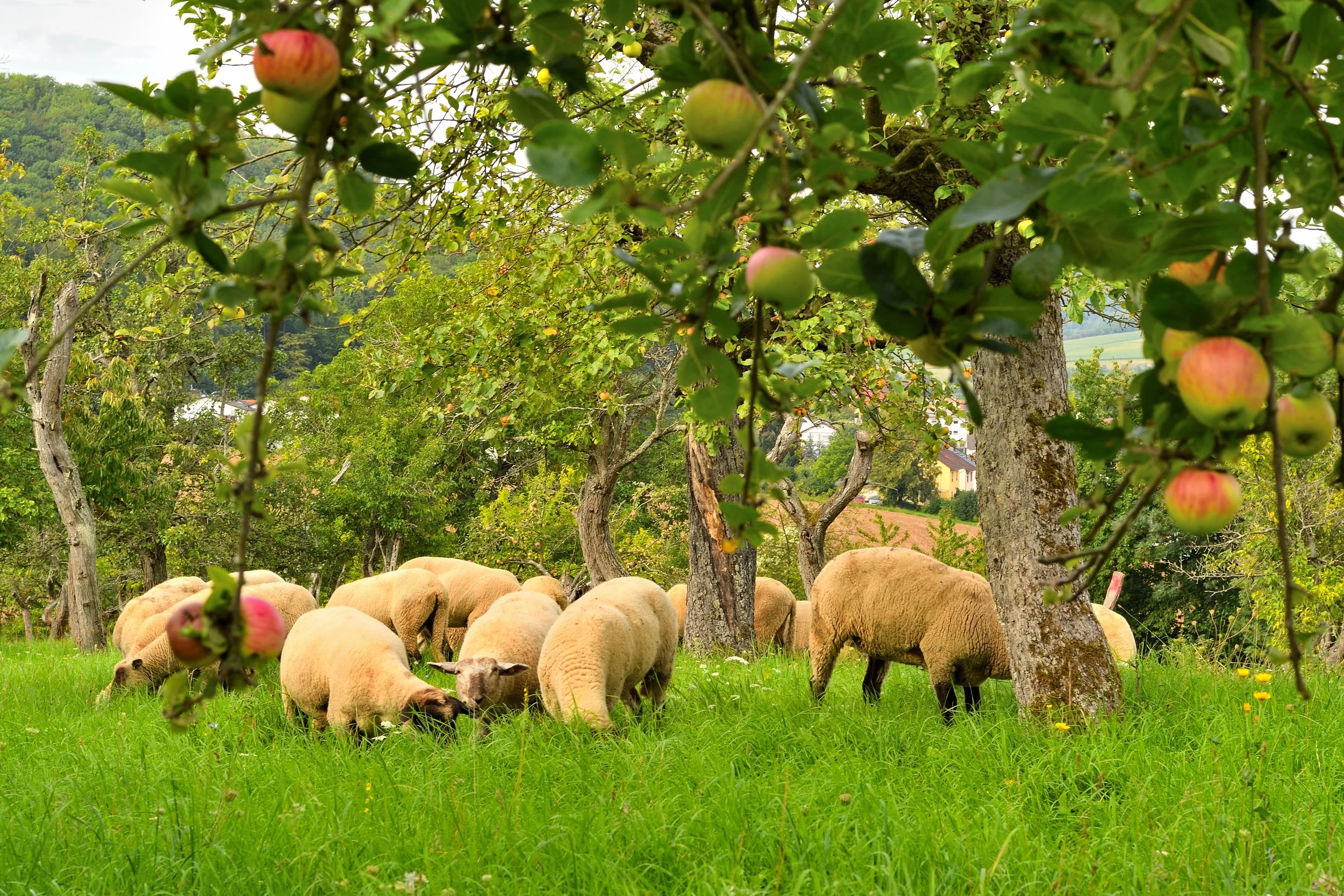 Tradition im Einklang mit der Natur - Blüten, Schafe und Streuobstwiesen