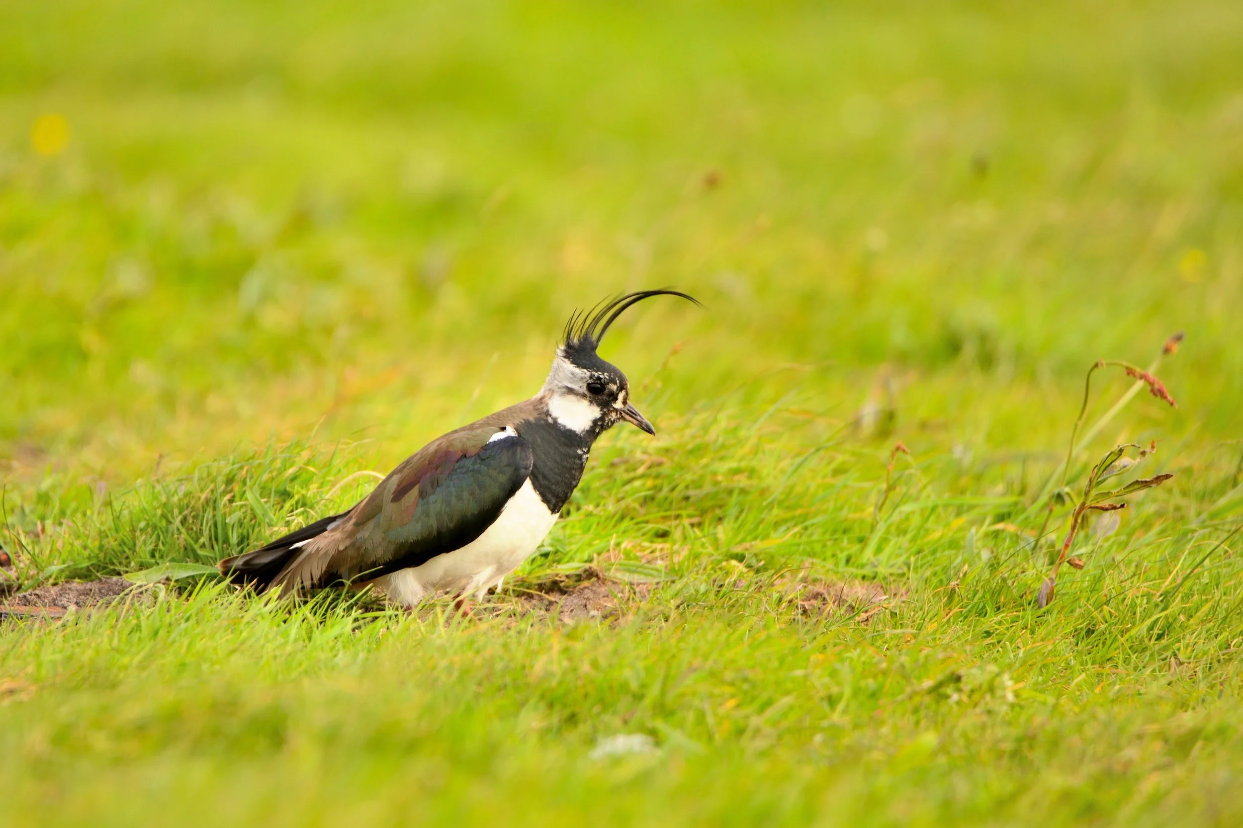 Frühling in den Wetterauer Auen: Start in die Wiesensaison