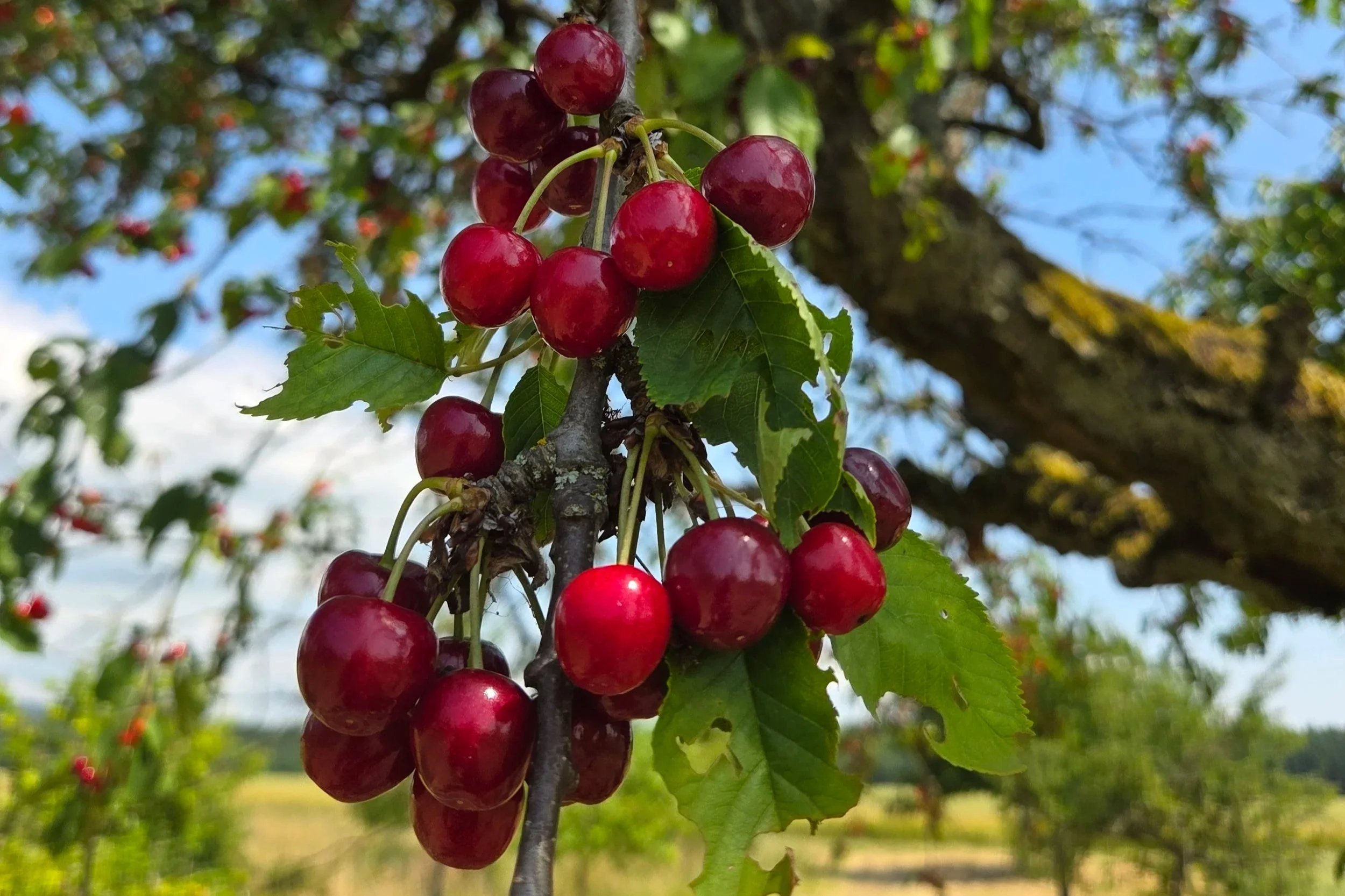 Projekt „Wetterauer Ernte(n)“: Jetzt beginnt die Kirschzeit auf den Streuobstwiesen