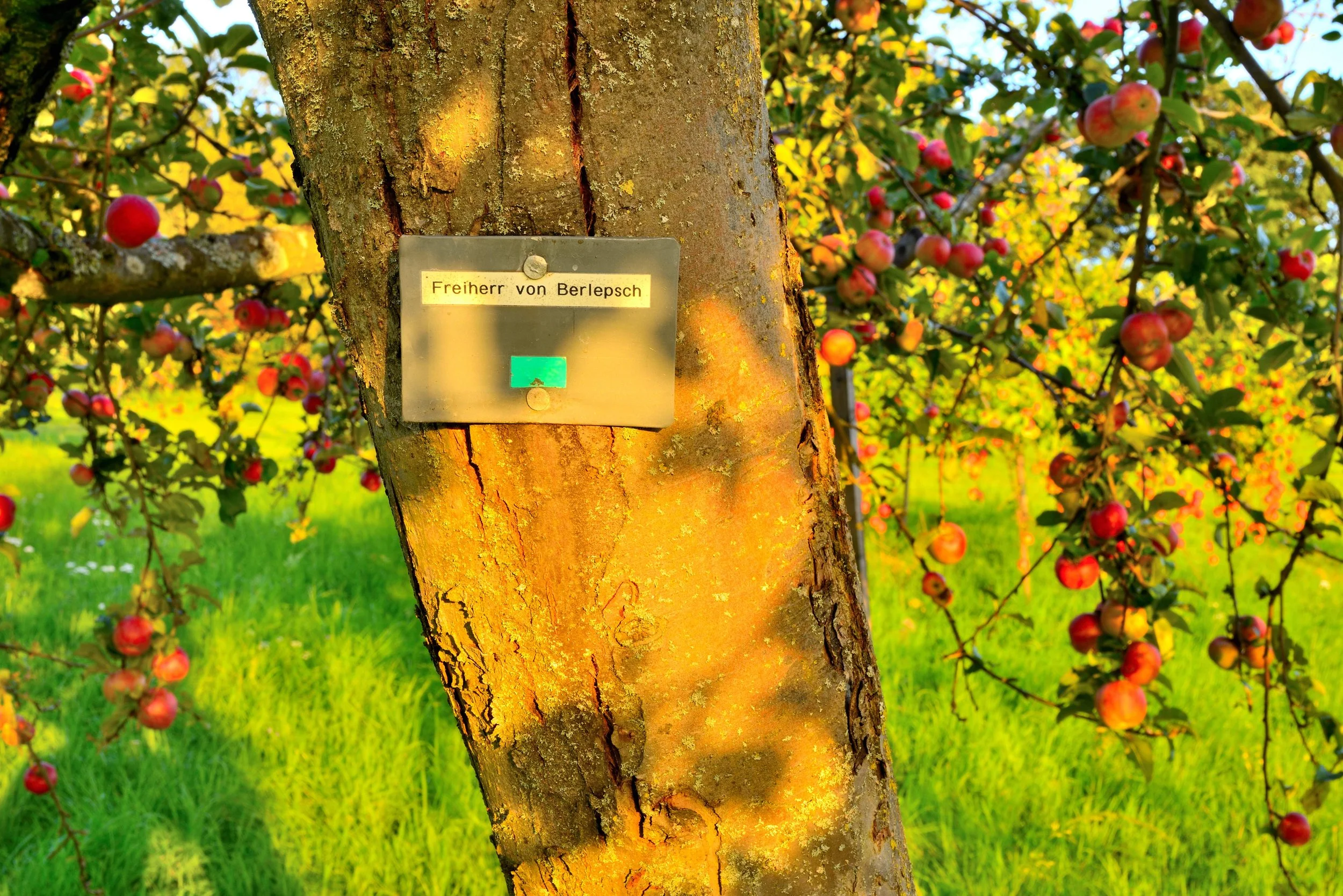 Projekt „Wetterauer Ernte(n): Jetzt beginnt die Herbsternte auf den Streuobstwiesen