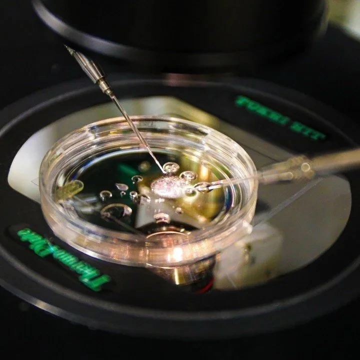 Scientists create embryos from human skin DNA