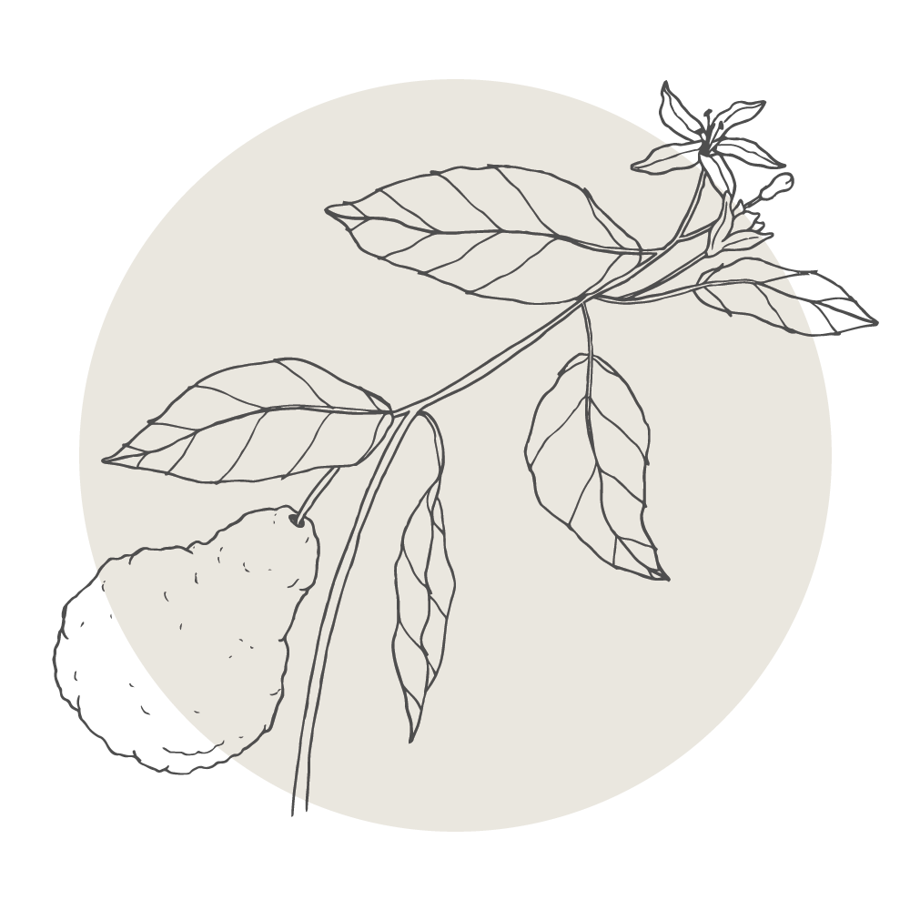 A line drawing of a coffee branch with leaves and a coffee fruit against a circular background.