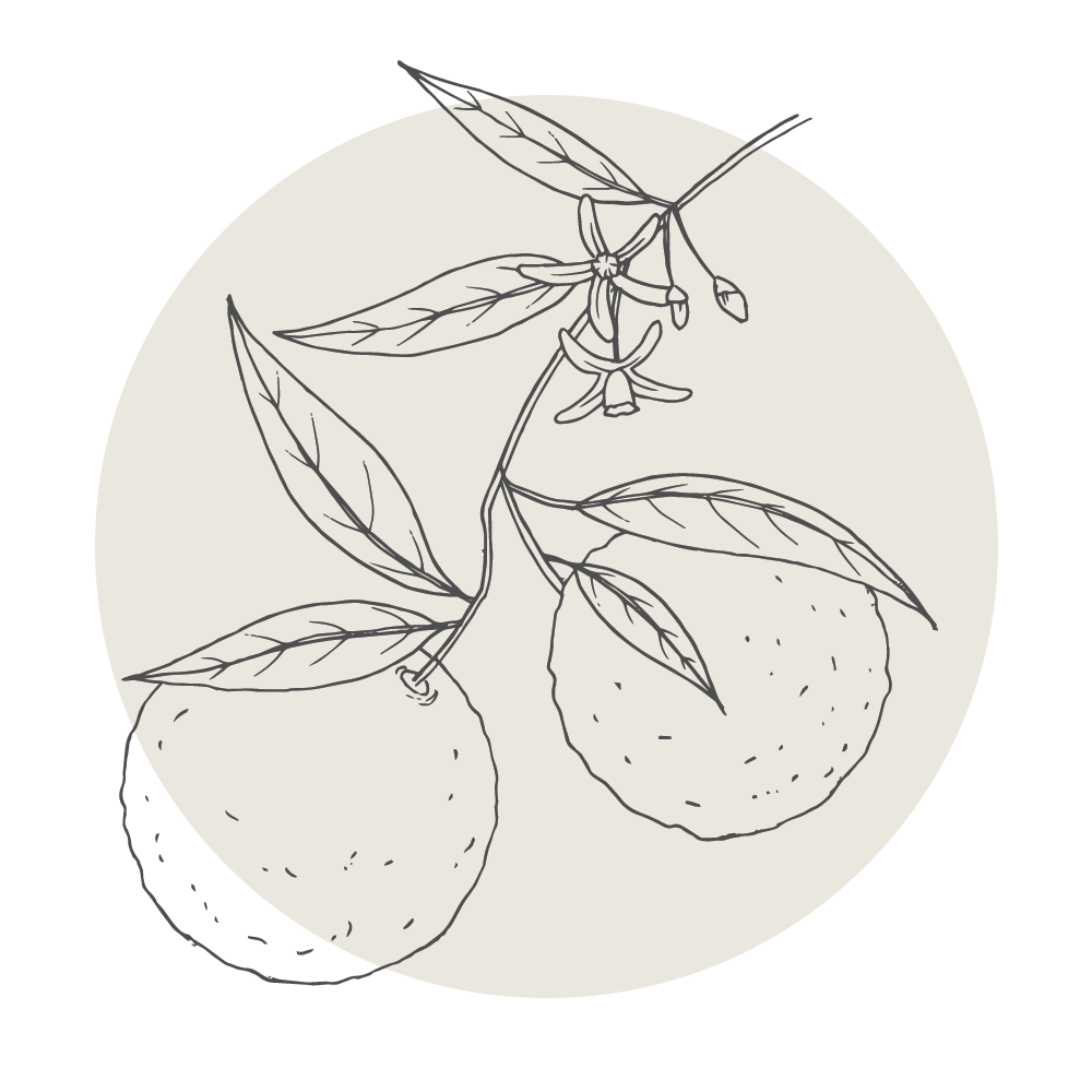 Black and white illustration of two citrus fruits hanging from a branch with leaves and small flowers.