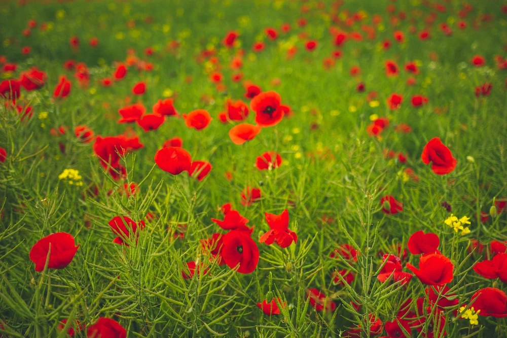 18_crveni-makovi.jpeg