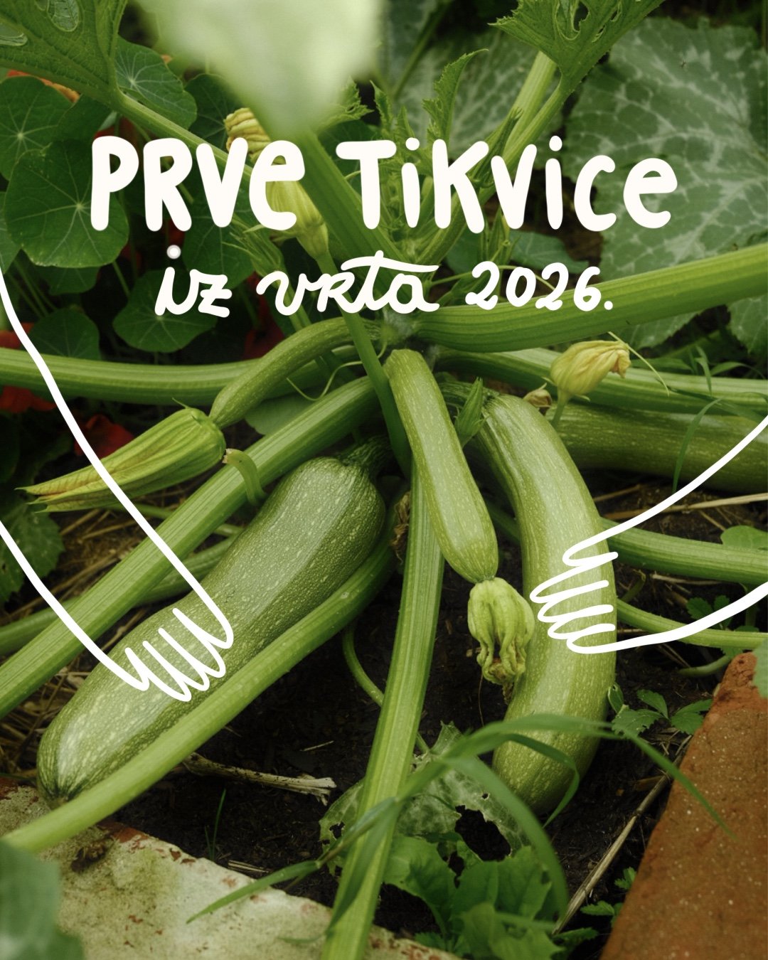 Uzgoj tikvica, tikvice u vrtu.