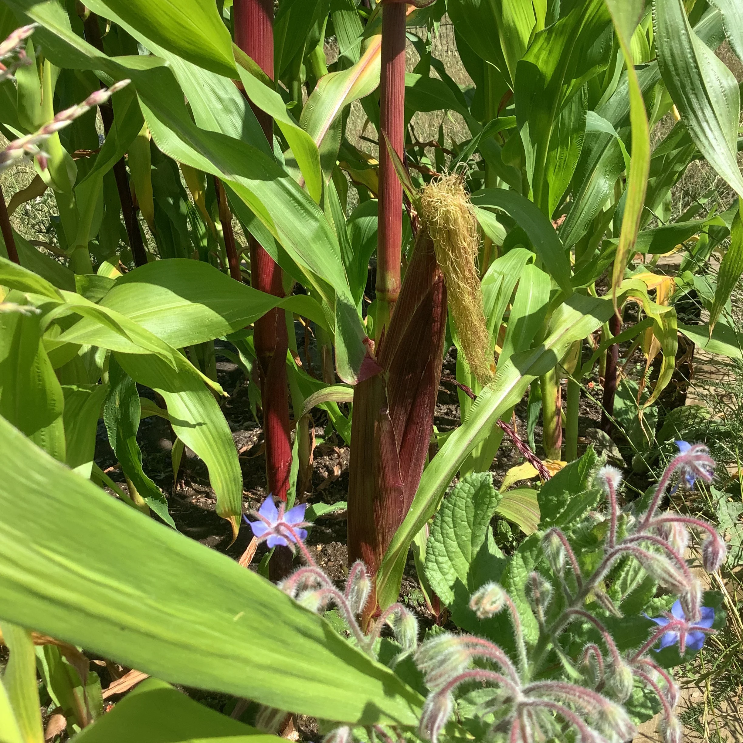 IMG_1677.jpeg