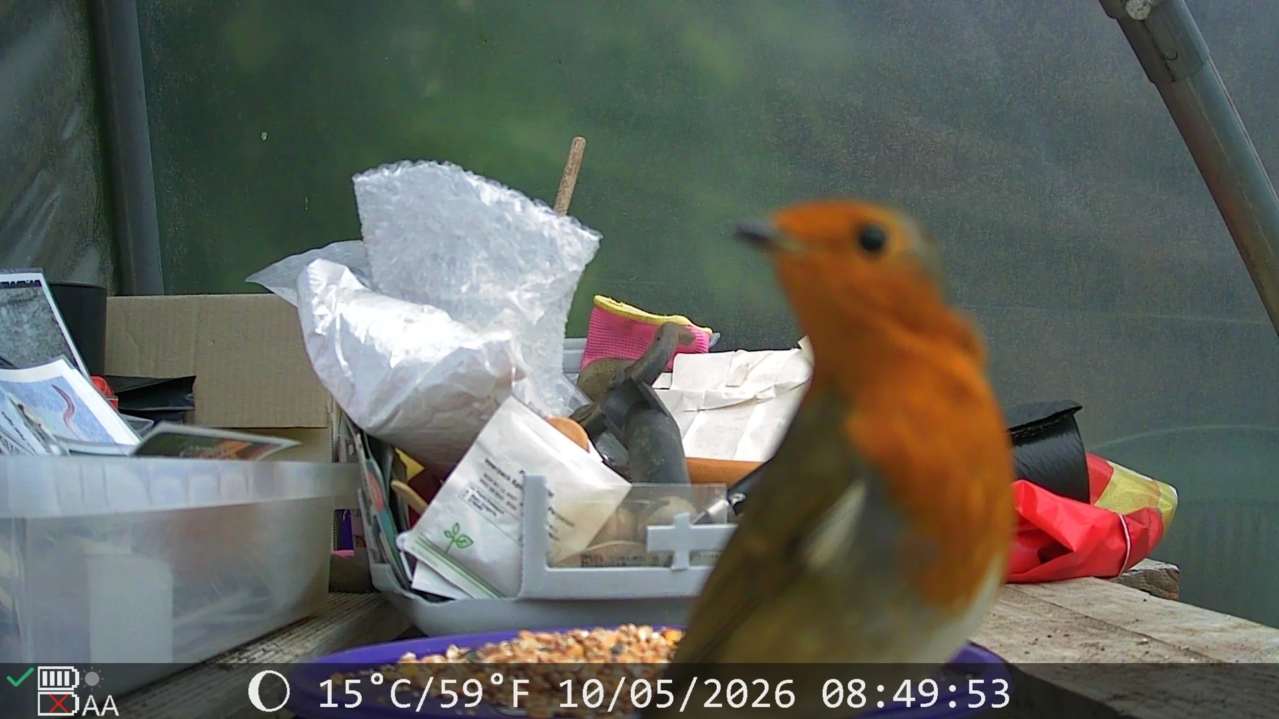 robin poly tunnel 4.jpg