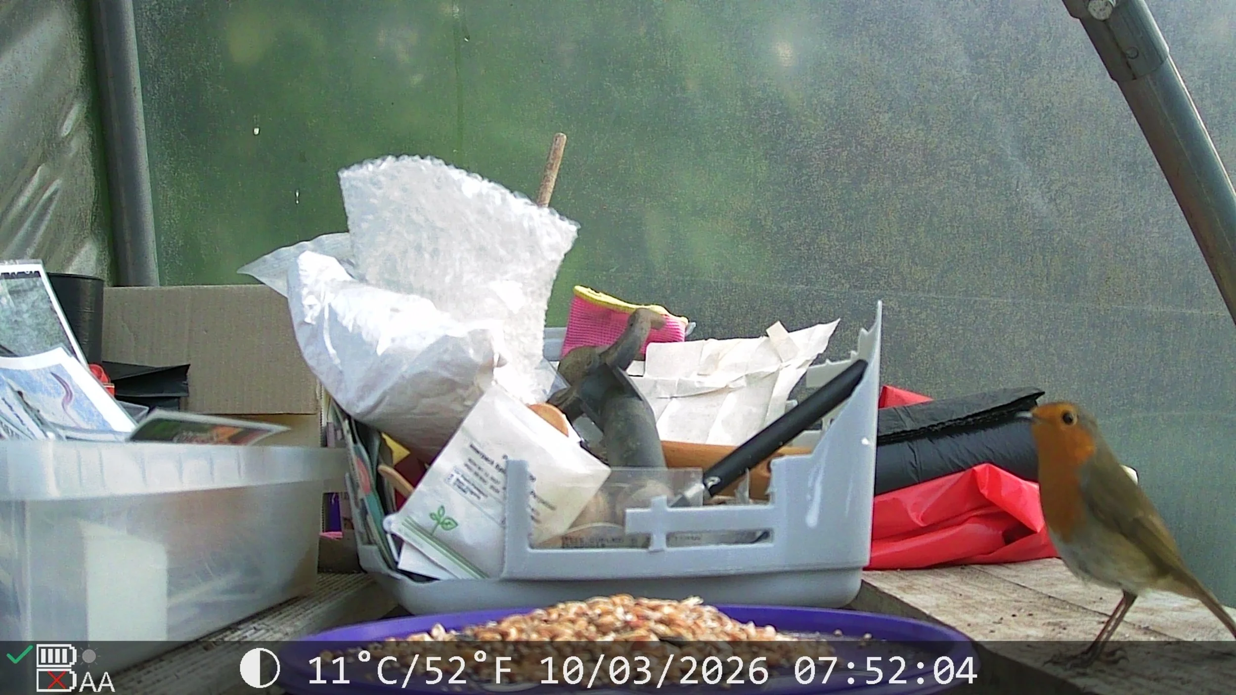 robin poly tunnel.jpg