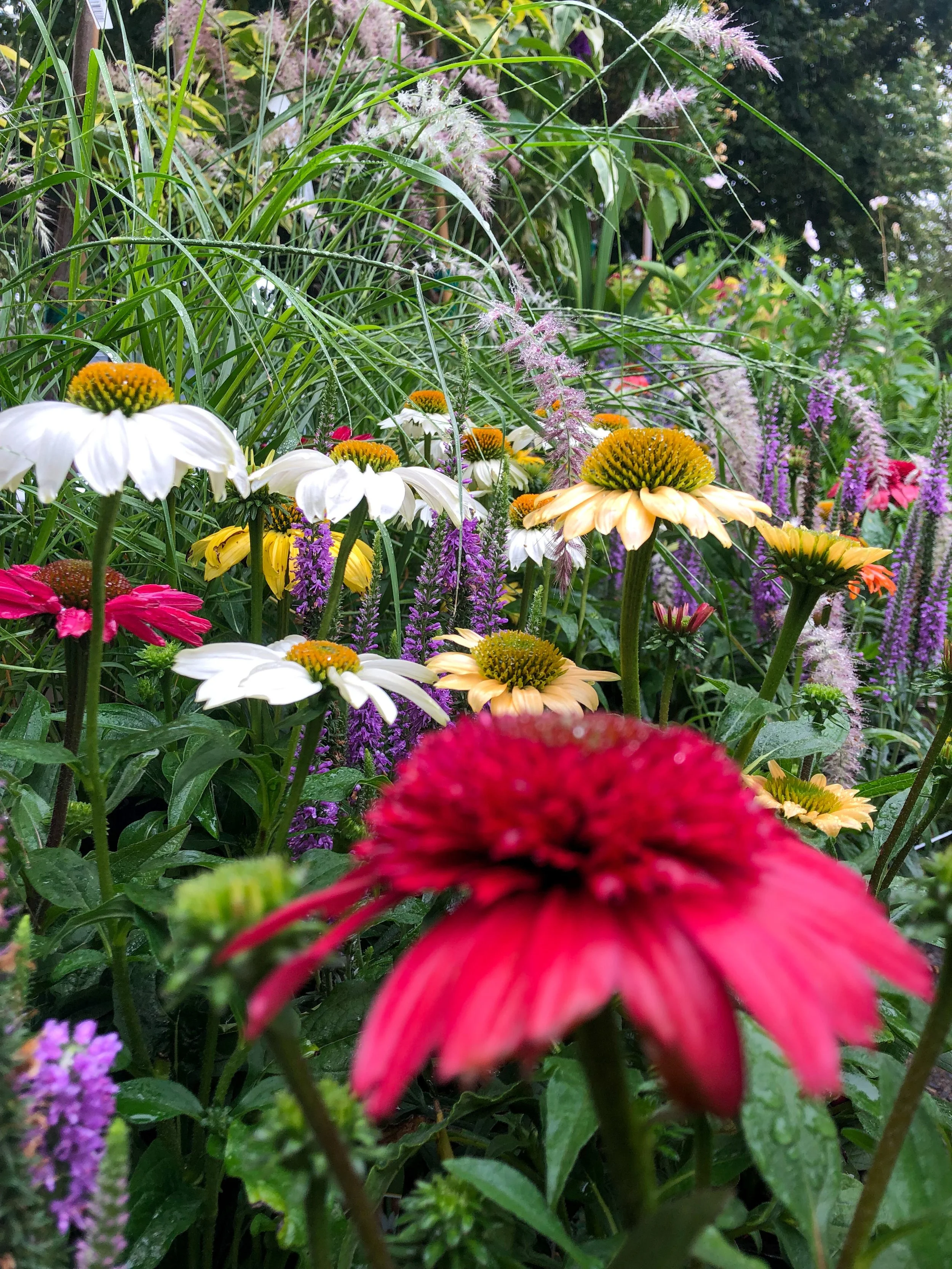 Tips for Starting a Pollinator Garden