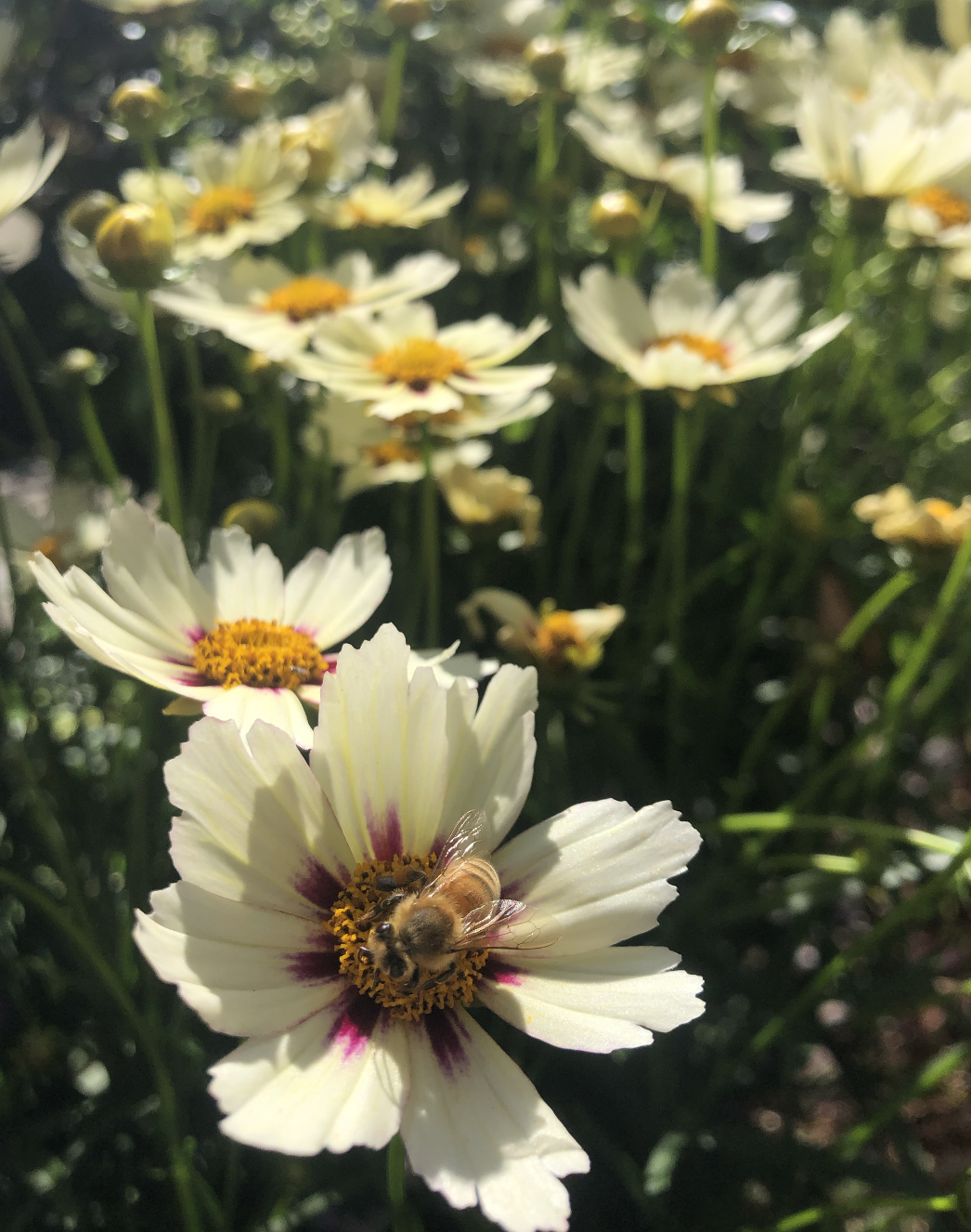 Unique Beneficial Insects