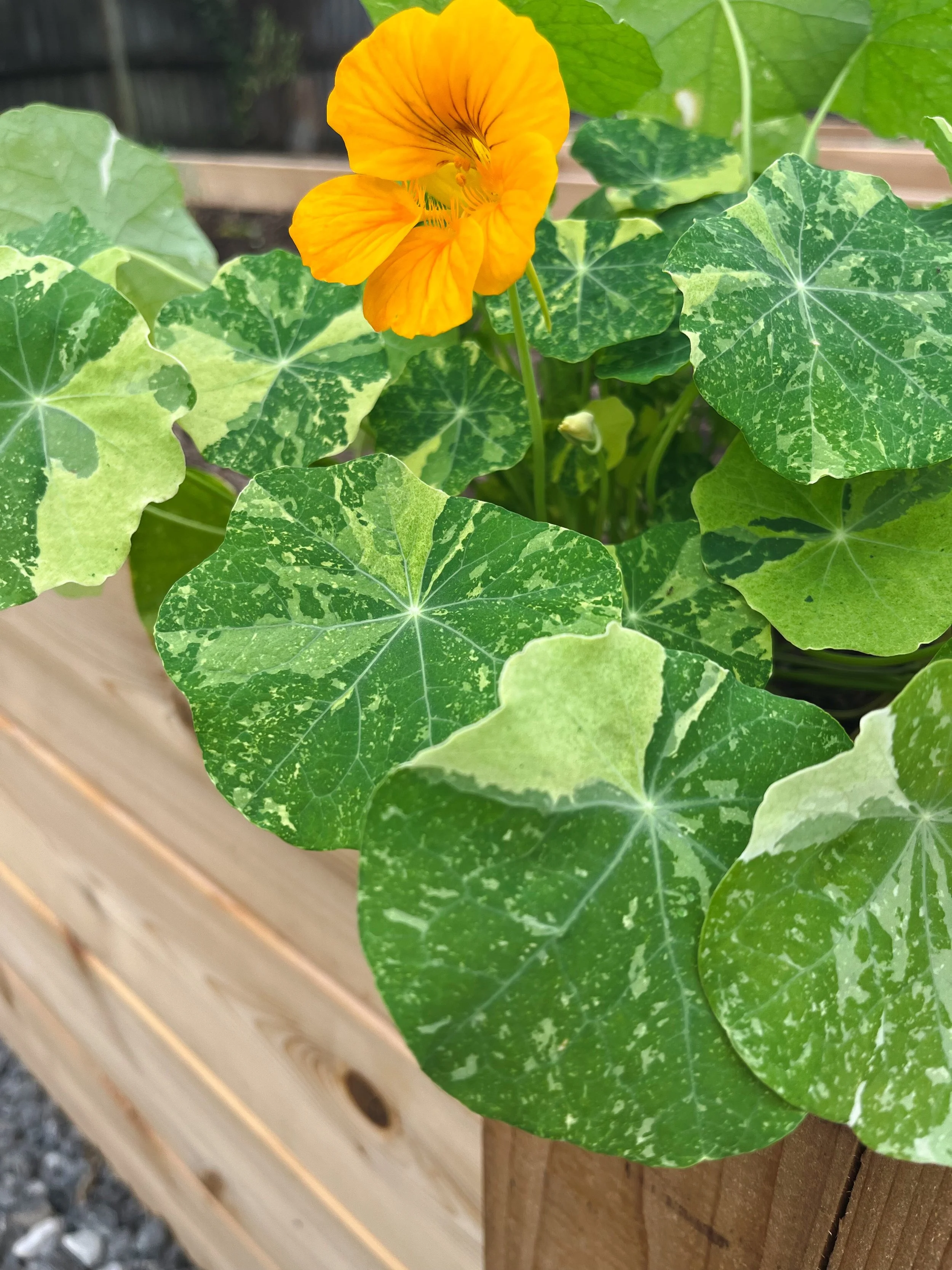 A Plant Powered Approach to Controlling Aphids