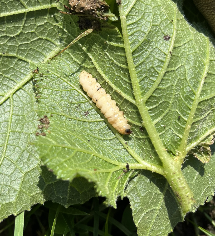 Squash vine borer larvae feed through the center of the stems.