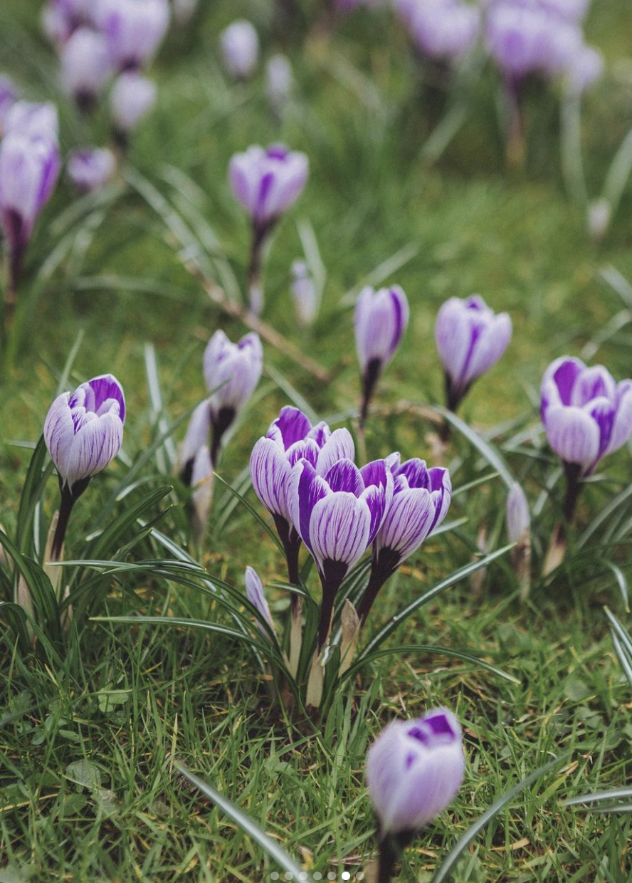 Crocuses & Corms