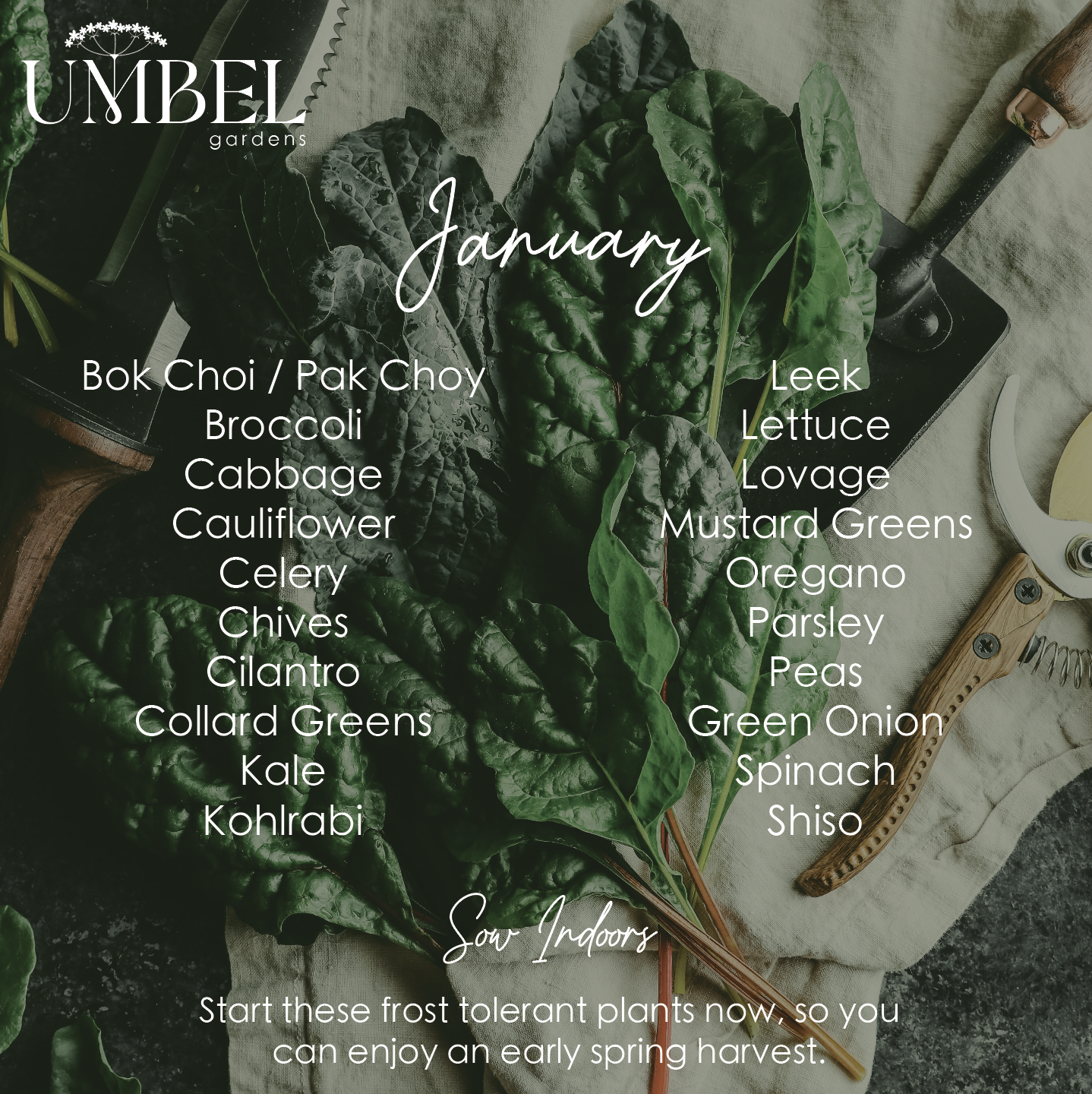 January Seed Starting