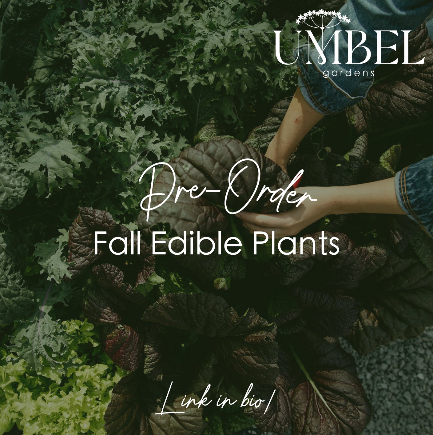 Umbel Gardens is proud to be partnering with local growers to source fall edible plants! These frost tolerant varieties grow well through fall and into our Chattanooga winter. Take a look at available varieties and preorder through the link in bio!⁠
