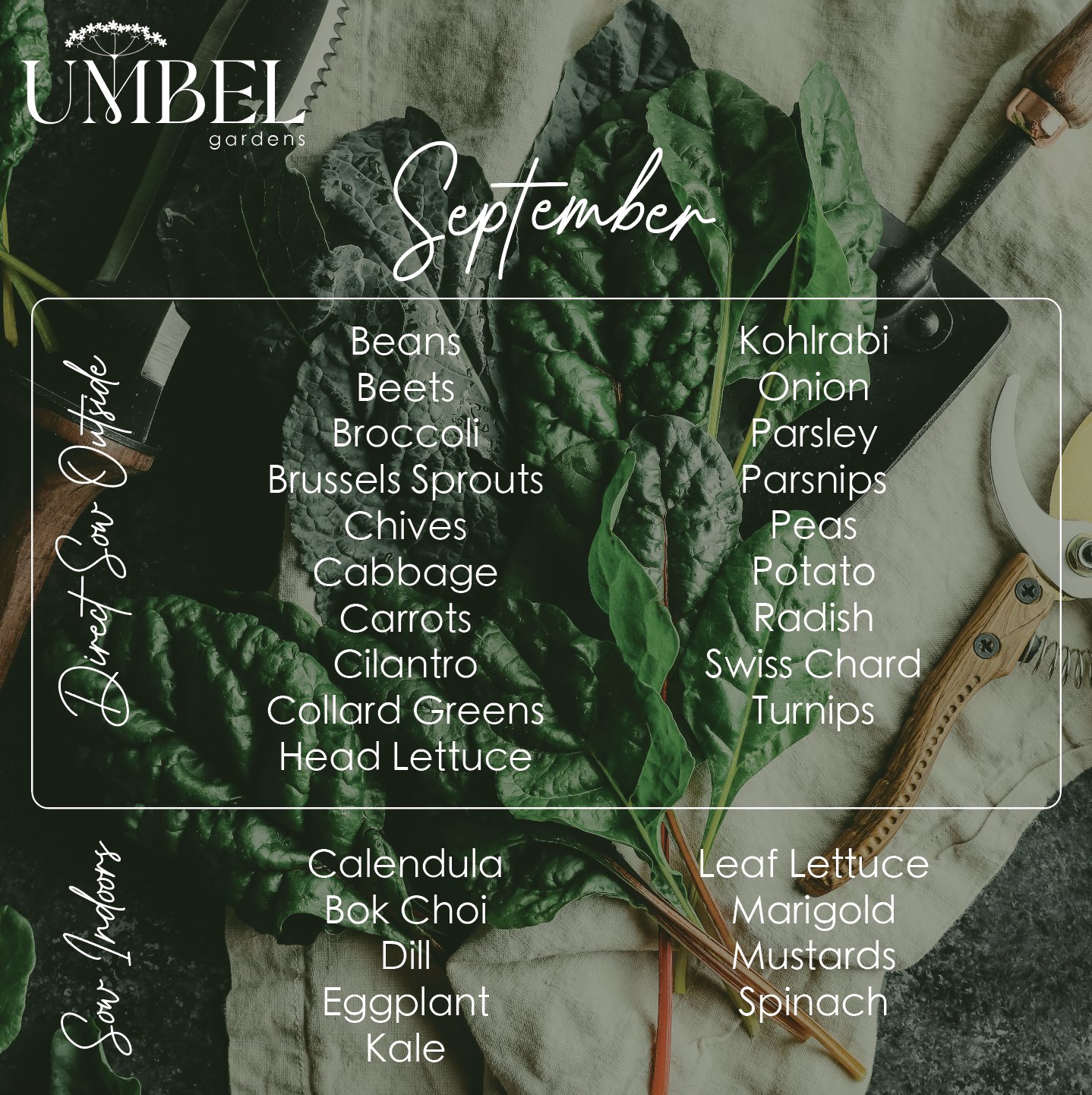 False Fall made an quick appearance bringing cooler mornings and lovely garden evenings. That means true Fall is just around the corner! 🤞⁠
By the end of the month, all of these vegetables can be direct sown outside.