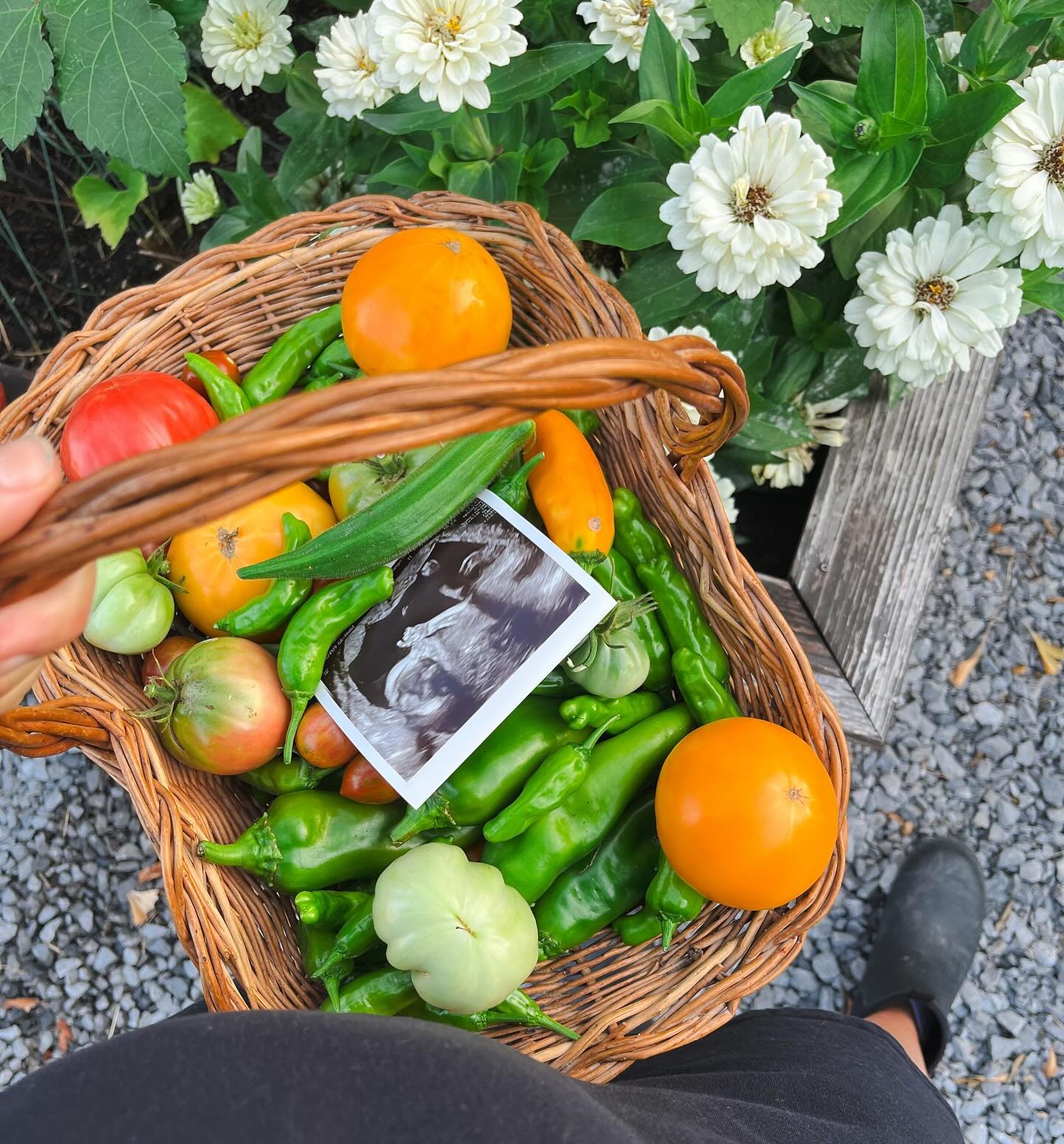 Growing a new variety this season 🌱
Alex and I will be welcoming a baby girl in January! I look forward to sharing all of the little wonders of the garden with her.