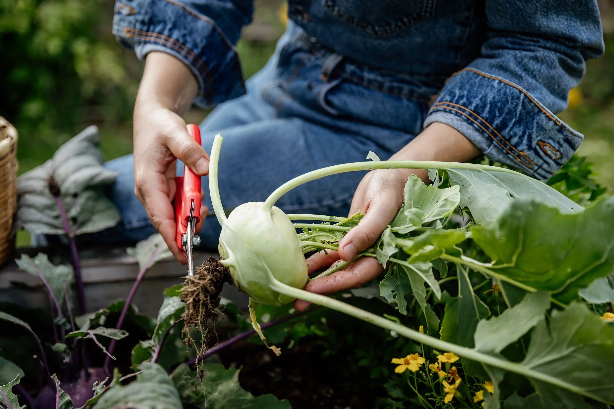 Garden Maintenance by Umbel Gardens