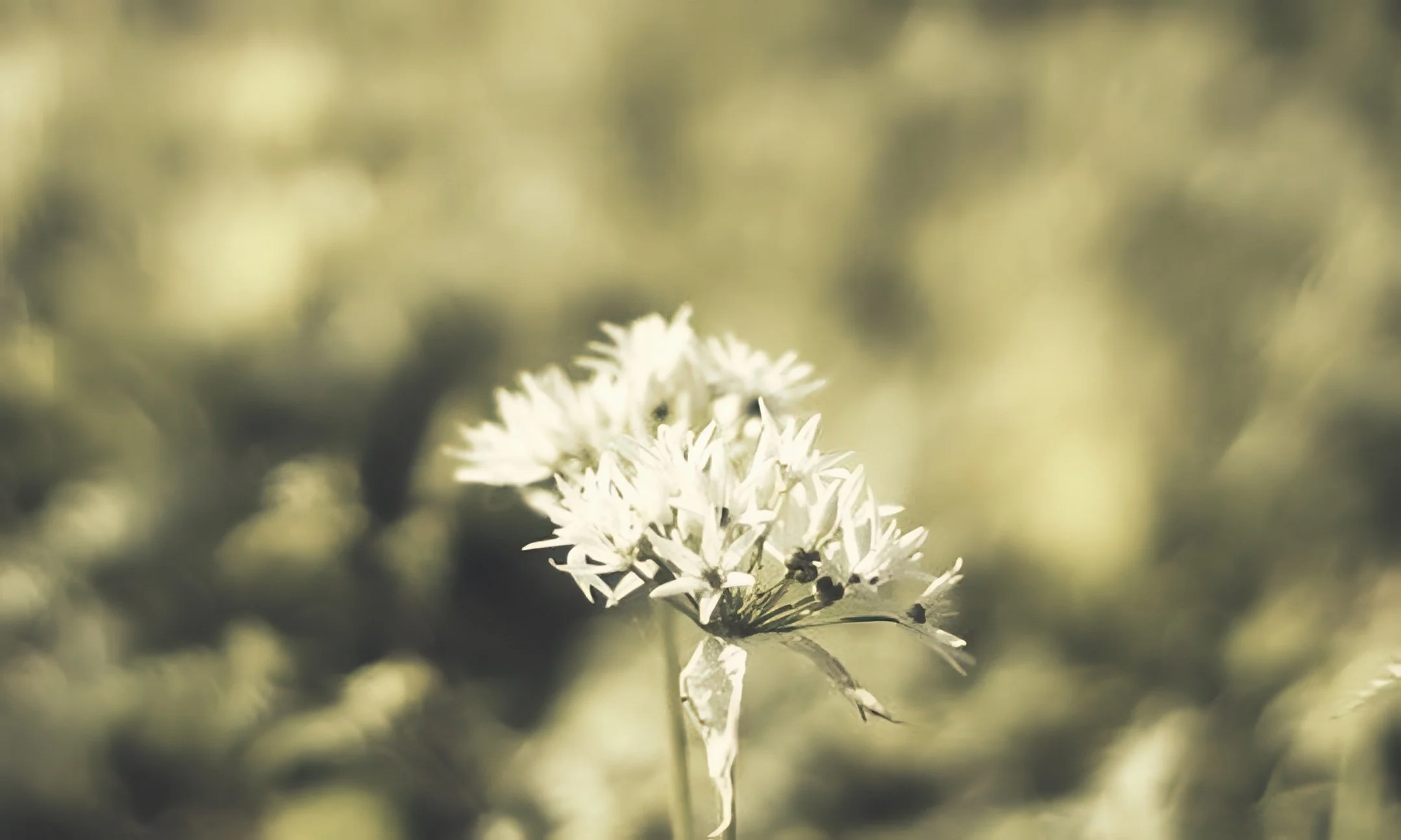 A close-up of a white flower with a blurred green natural background.