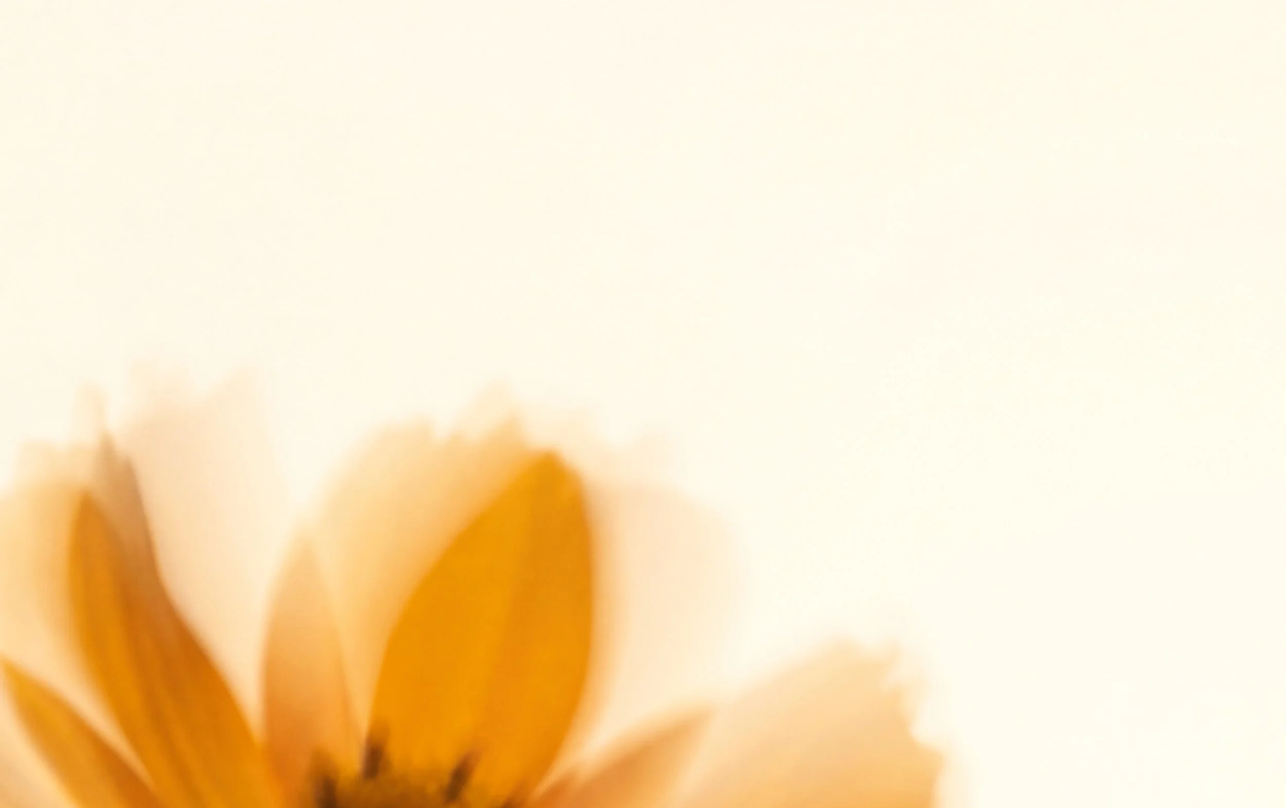 Close-up of orange flower petals with a soft, blurred background.