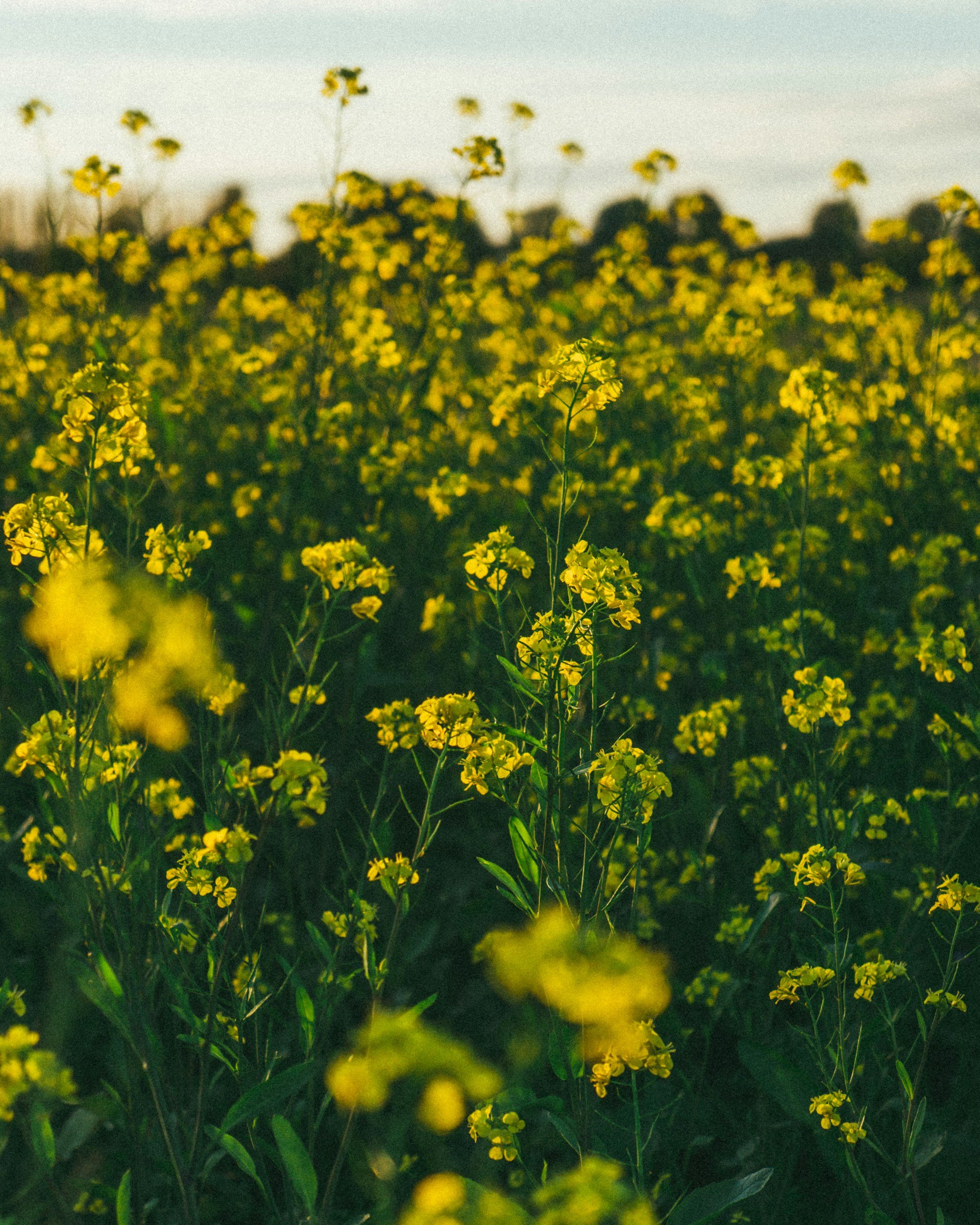A Mustard Seed
