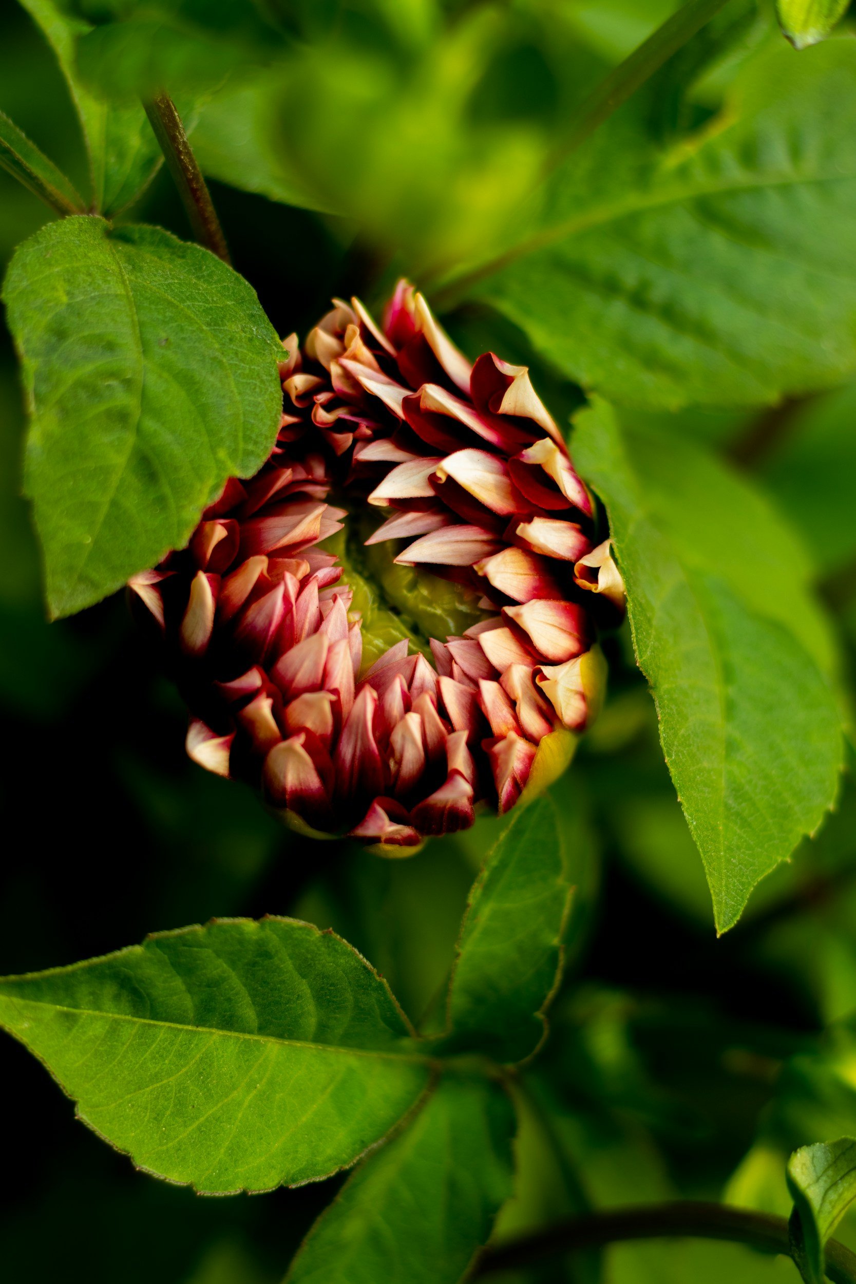 Bloom Where You Are Planted