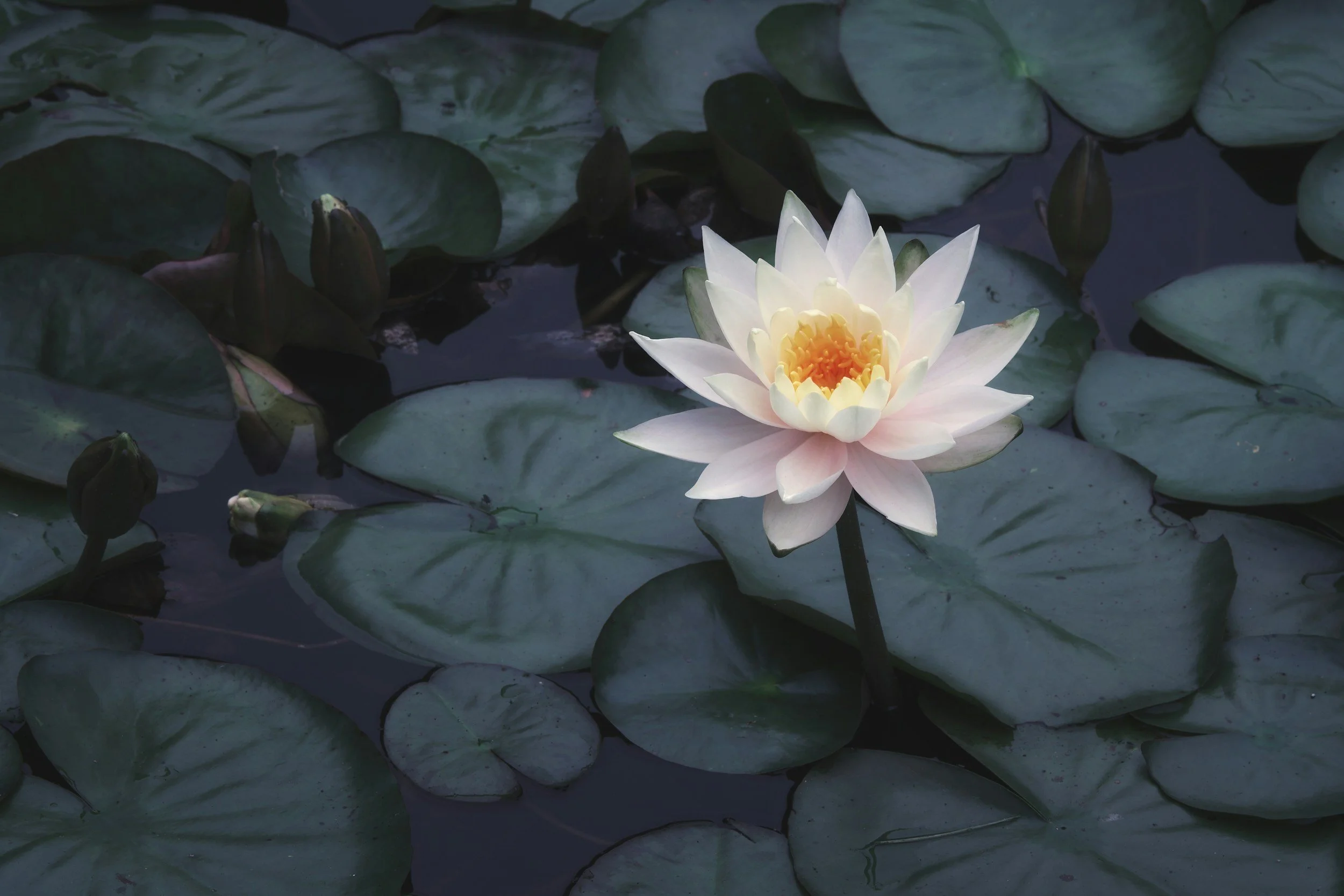 Learning to Sit With Your Feelings: An Introduction to the RAIN Practice