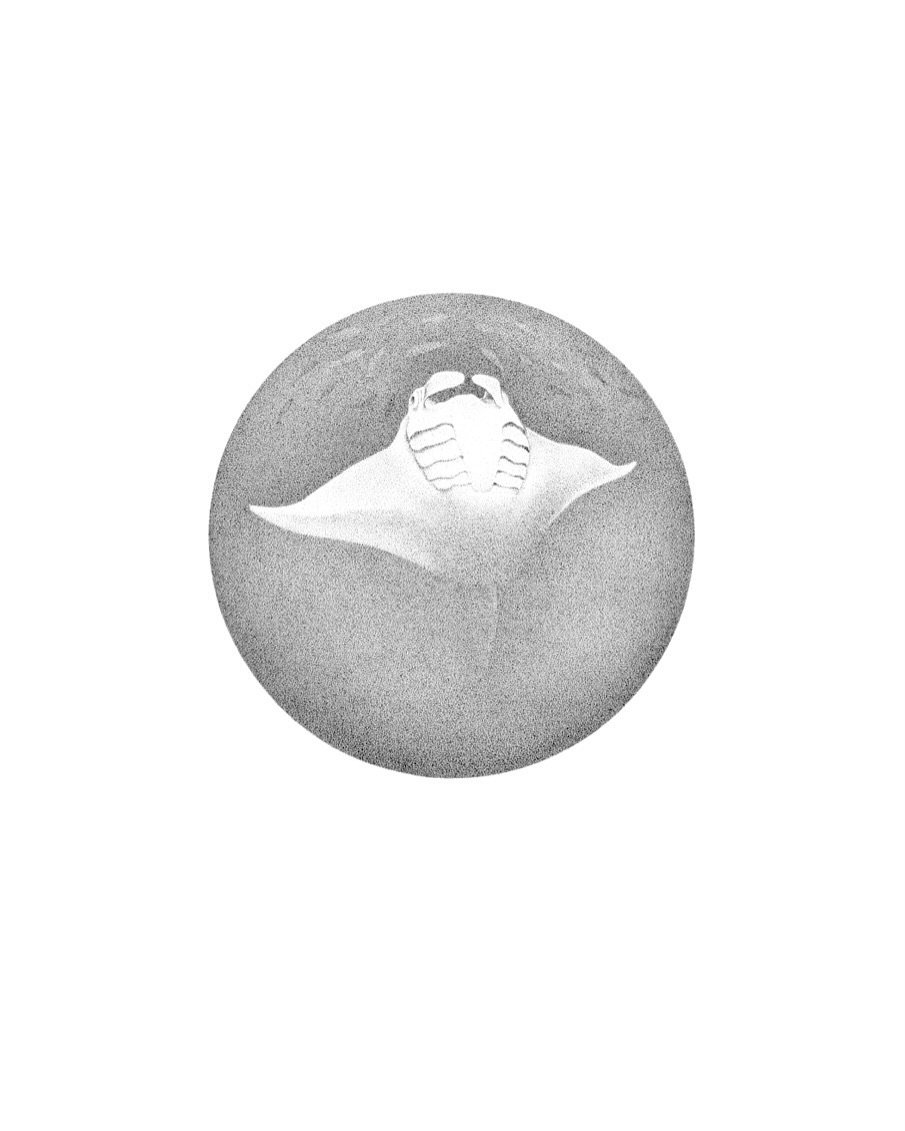 This little mystical manta is ready for the upcoming @nz_art_show 

📍 TSB Arena &amp; Shed 6, Wellington
🗓️ 30 May - 1 June 

🐋 🌊 🐟