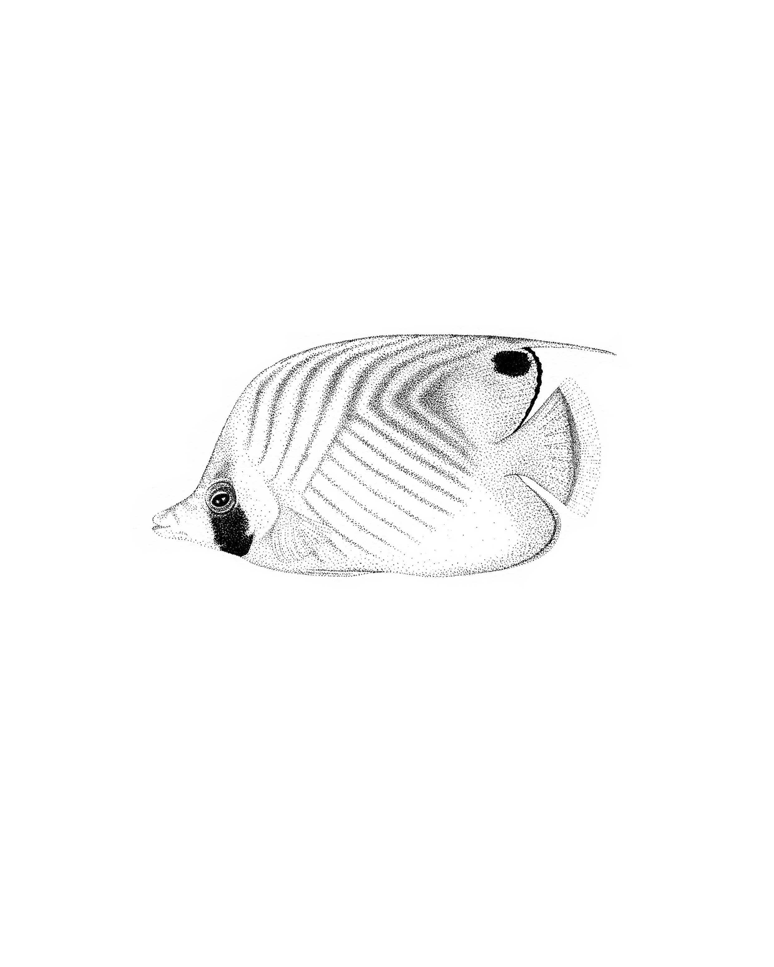 Butterfly+Fish.jpg