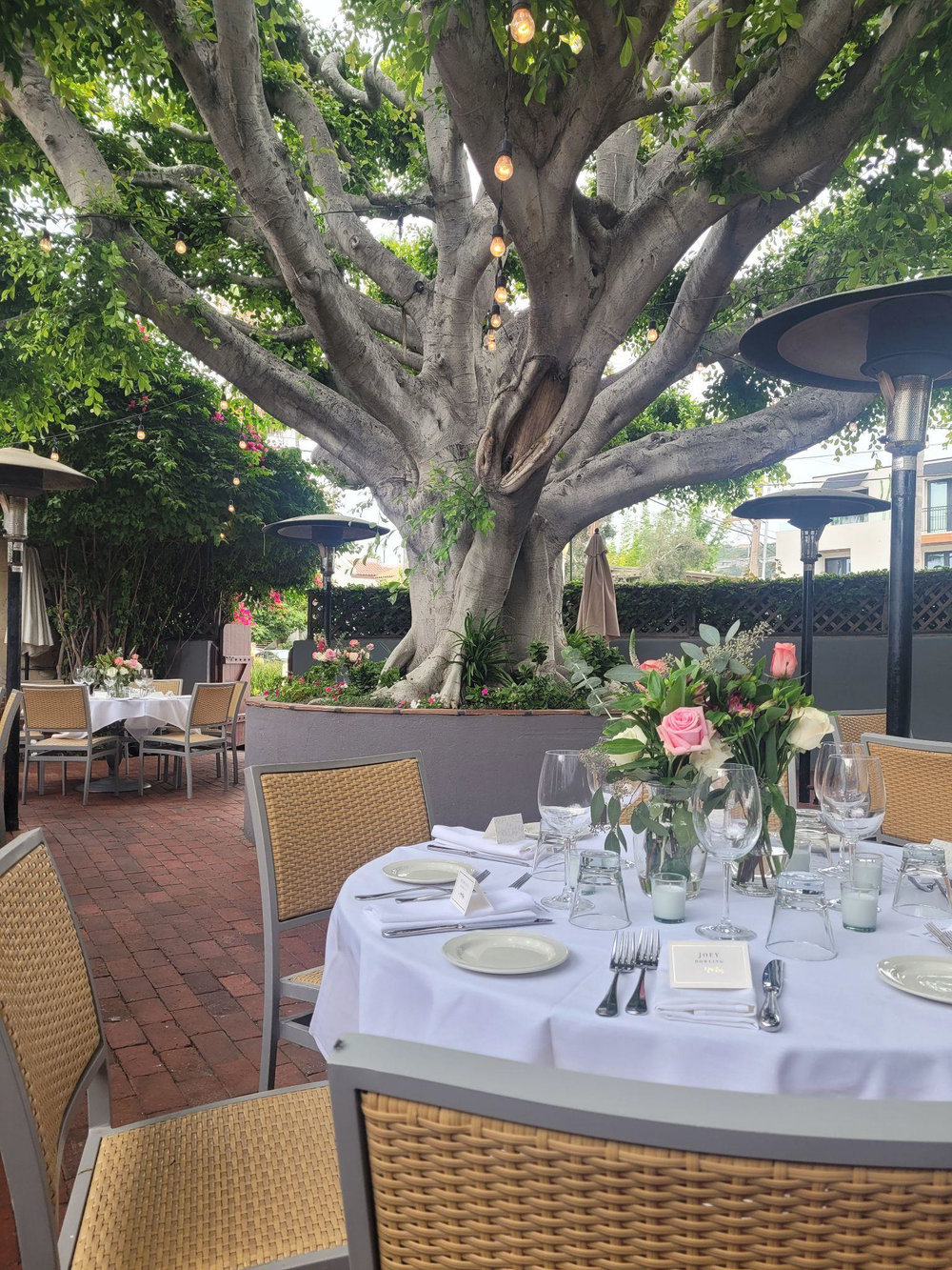 Tables set on the Ficus tree patio at Piatti La Jolla
