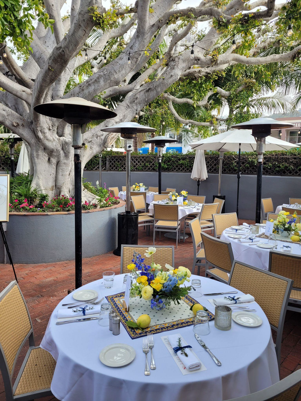 Piatti La Jolla back patio beneath the landmark Ficus tree with heaters and umbrellas