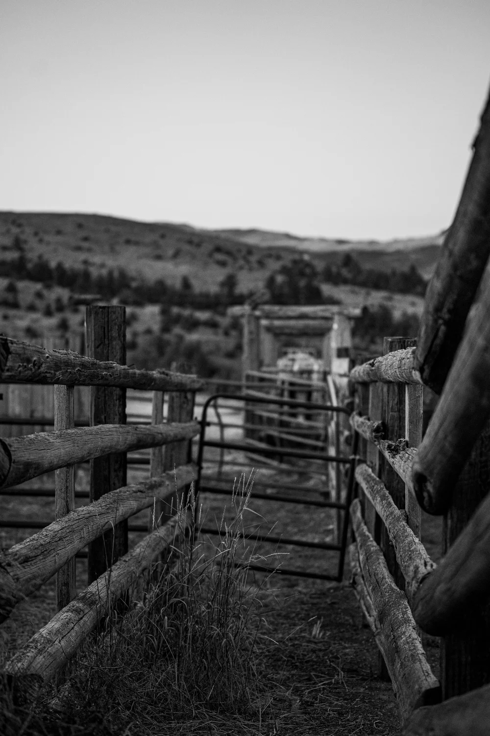 Rancher's Daughter