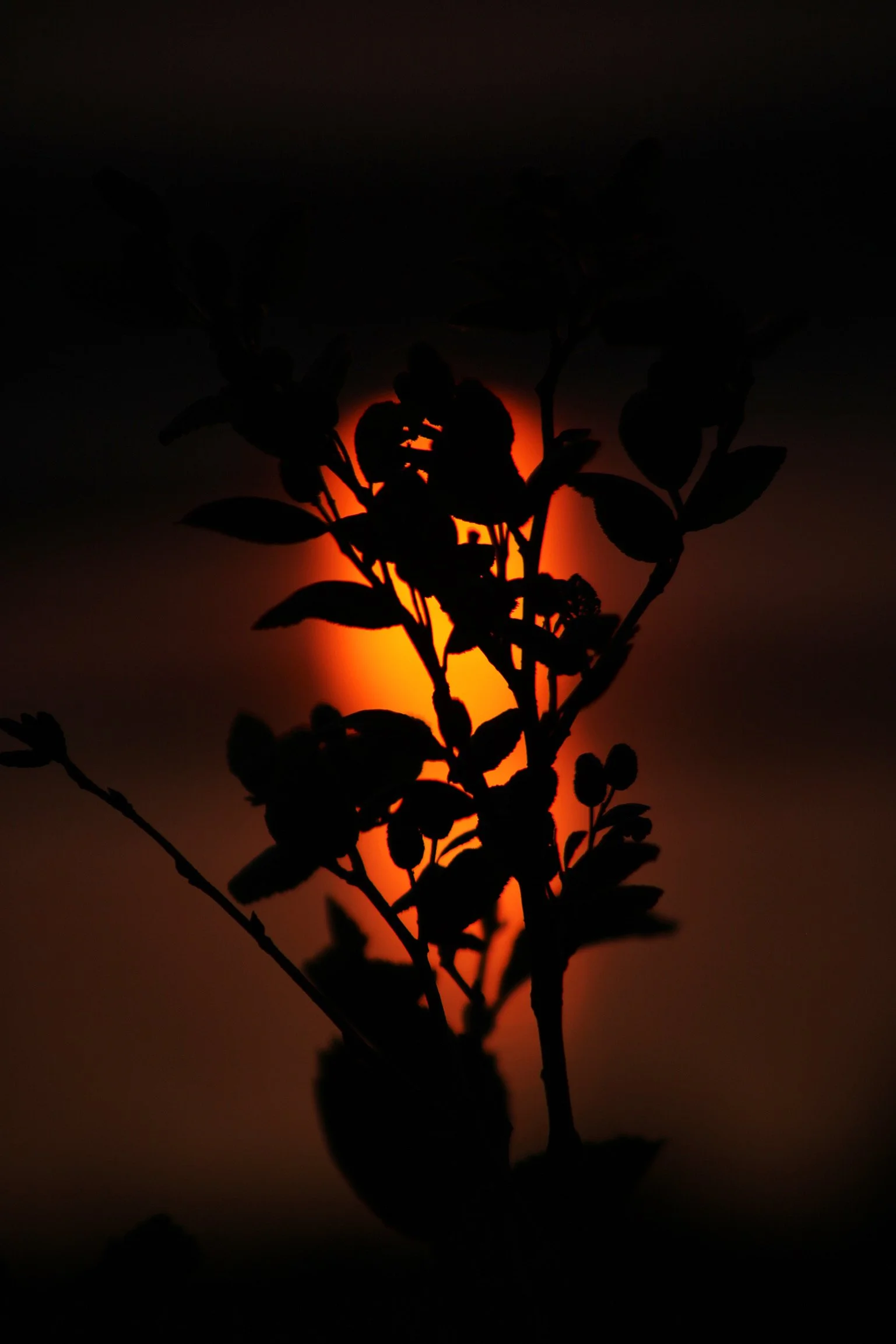 SHADOWS & SILHOUETTES: Photography Exhibition