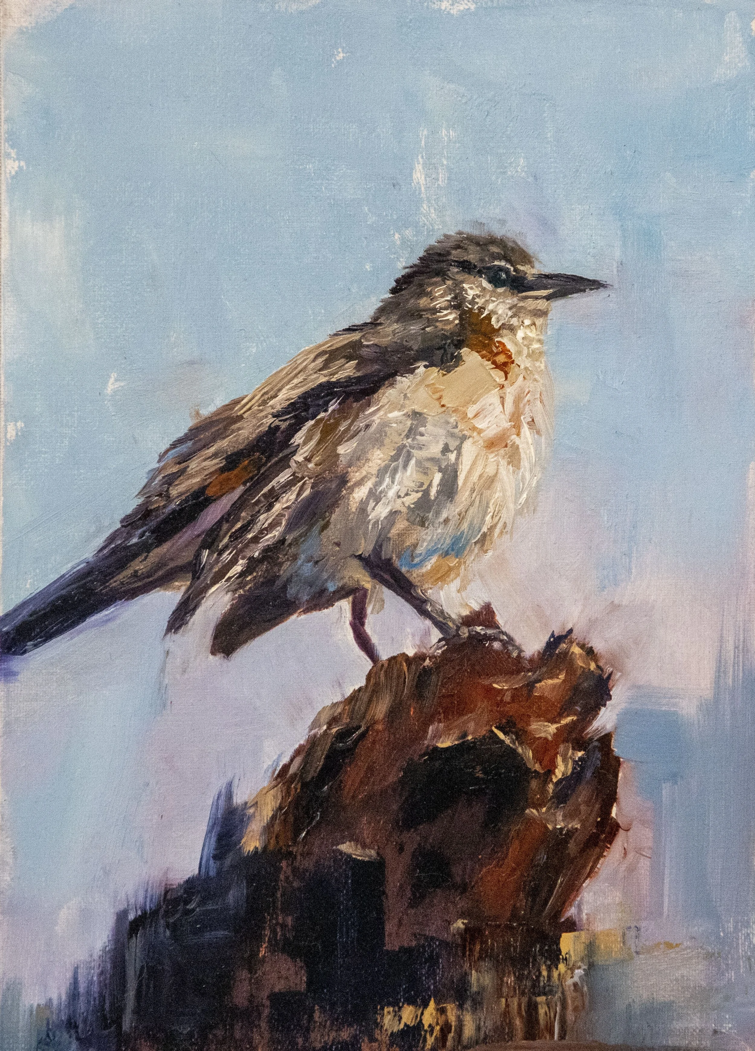 Young Mockingbird  7" x 5"