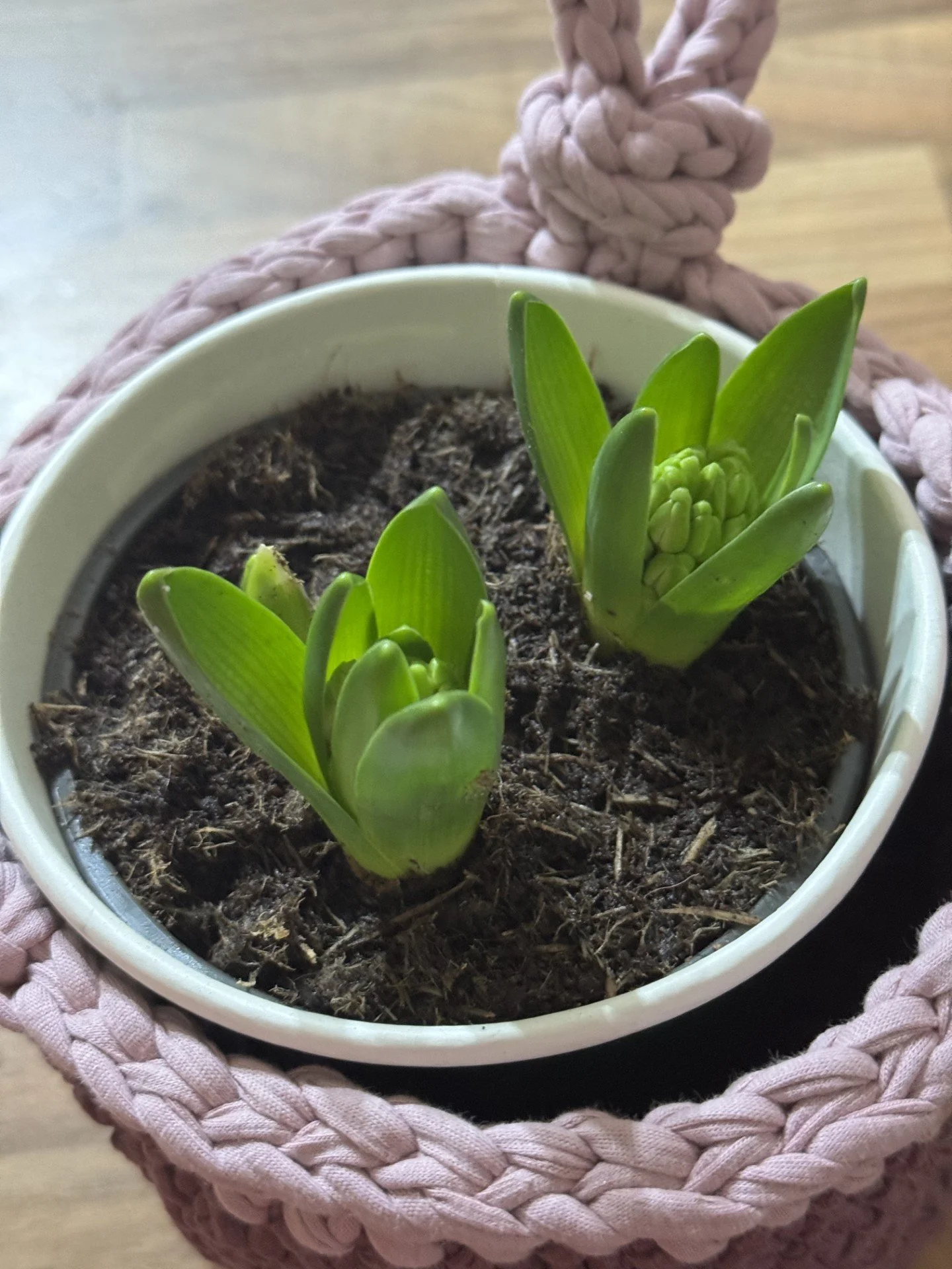 pot with plant.jpg