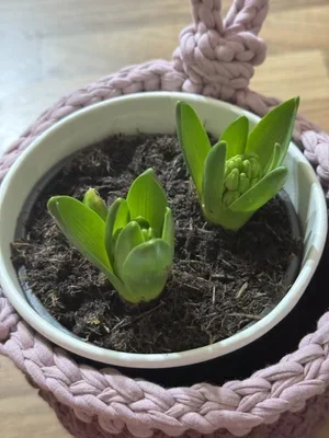 pot+with+plant.webp