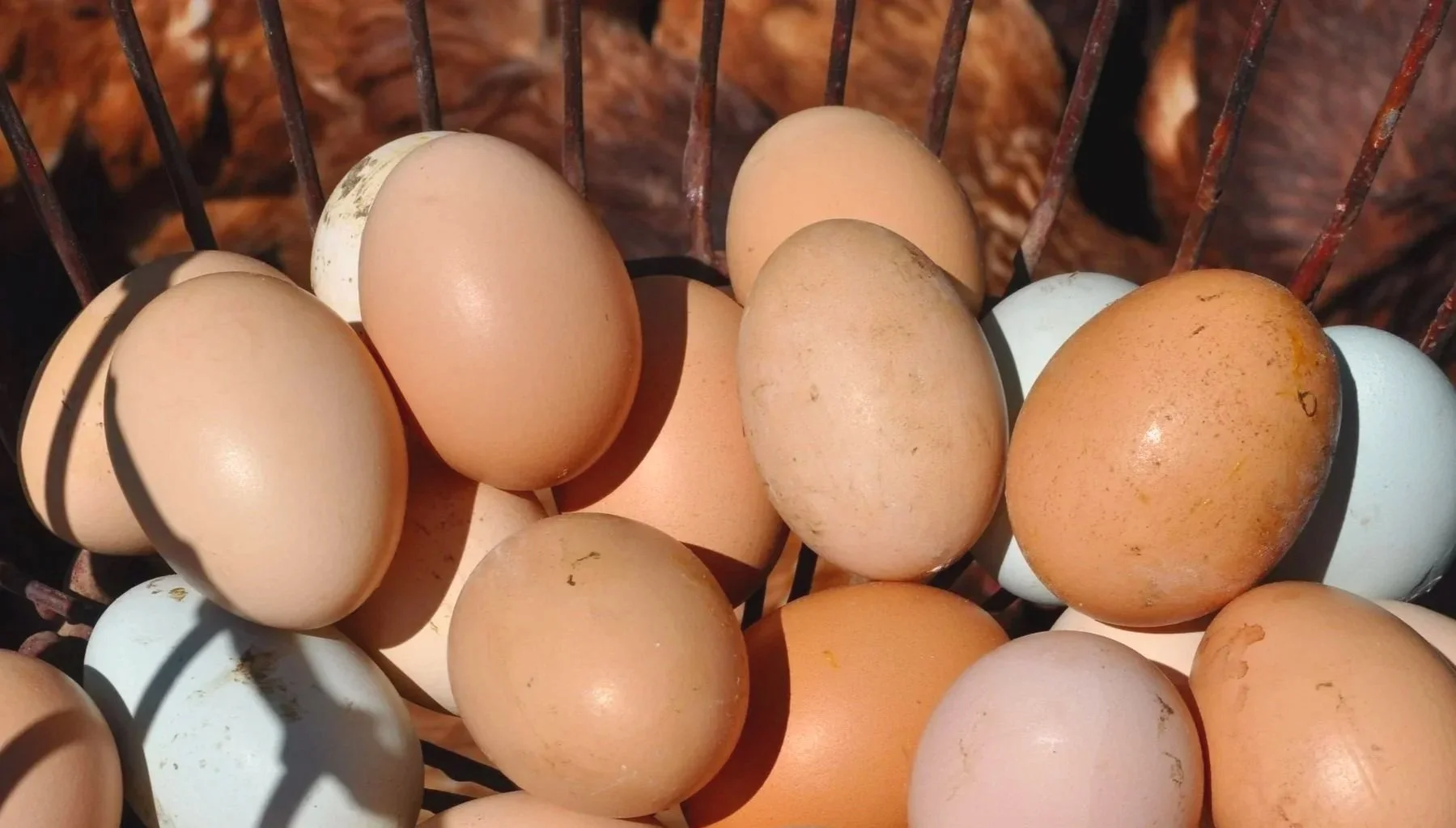 Eggs.jpg