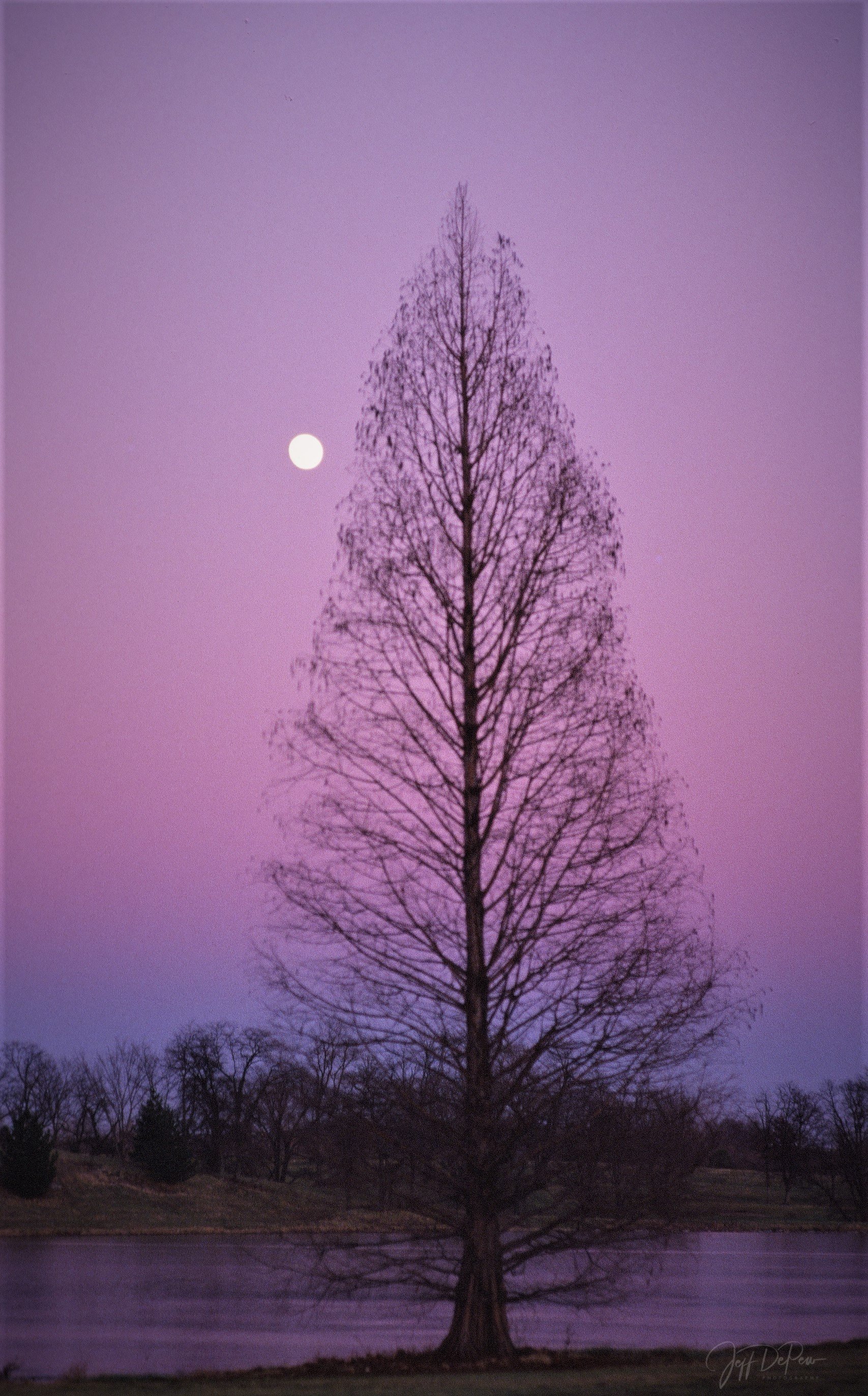 cypress at sunset wtrmkd.jpg