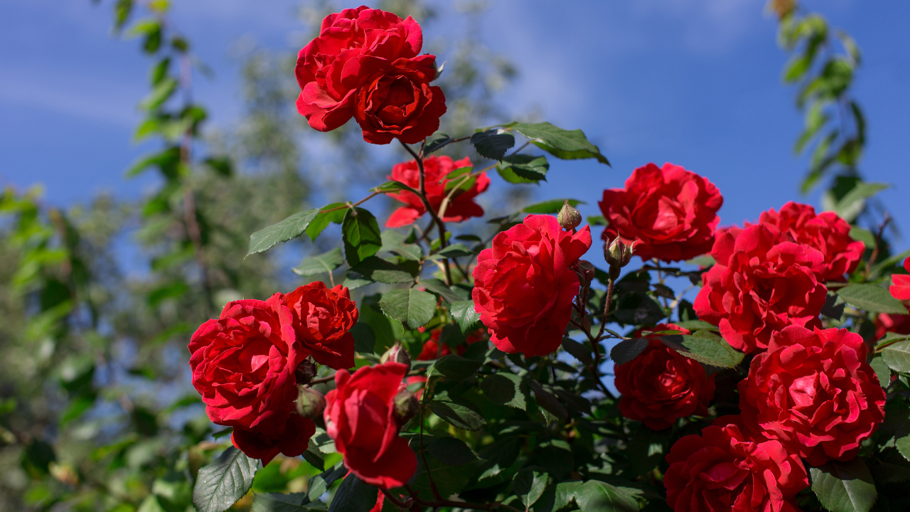 Making Time to Stop and Smell the Roses
