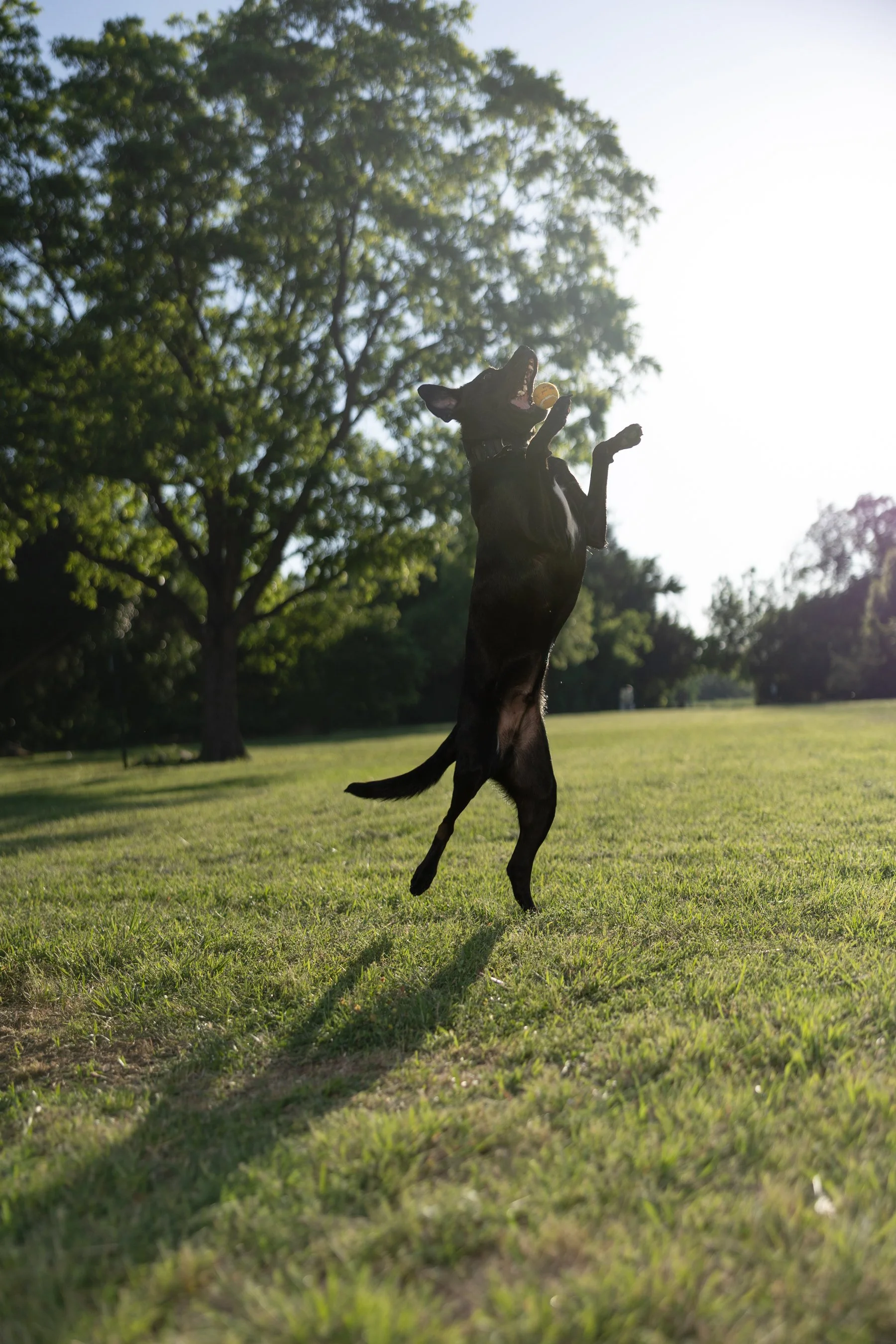 Mojo_IMG_2373.jpg