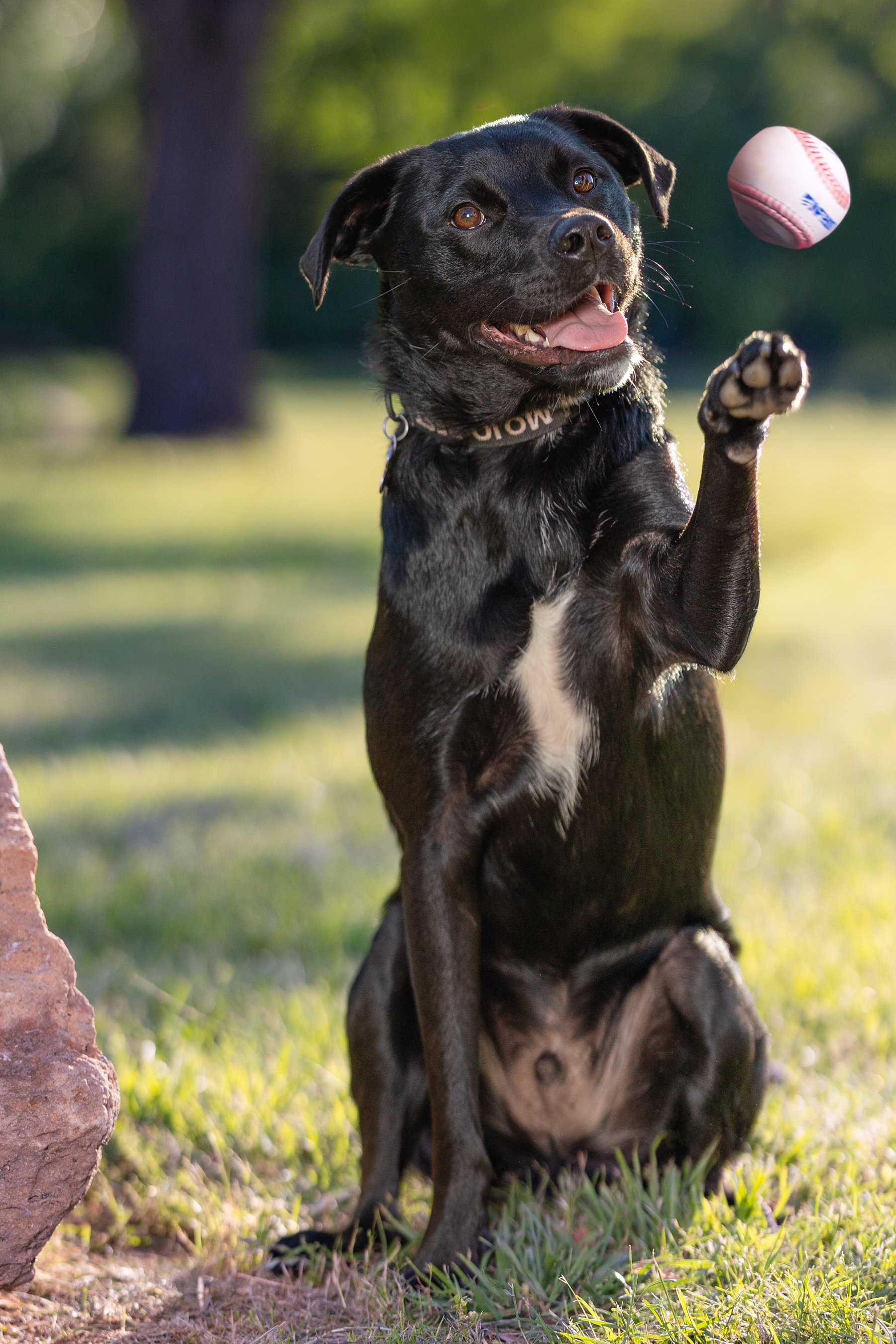 Mojo_IMG_2274-Edit 2.jpg